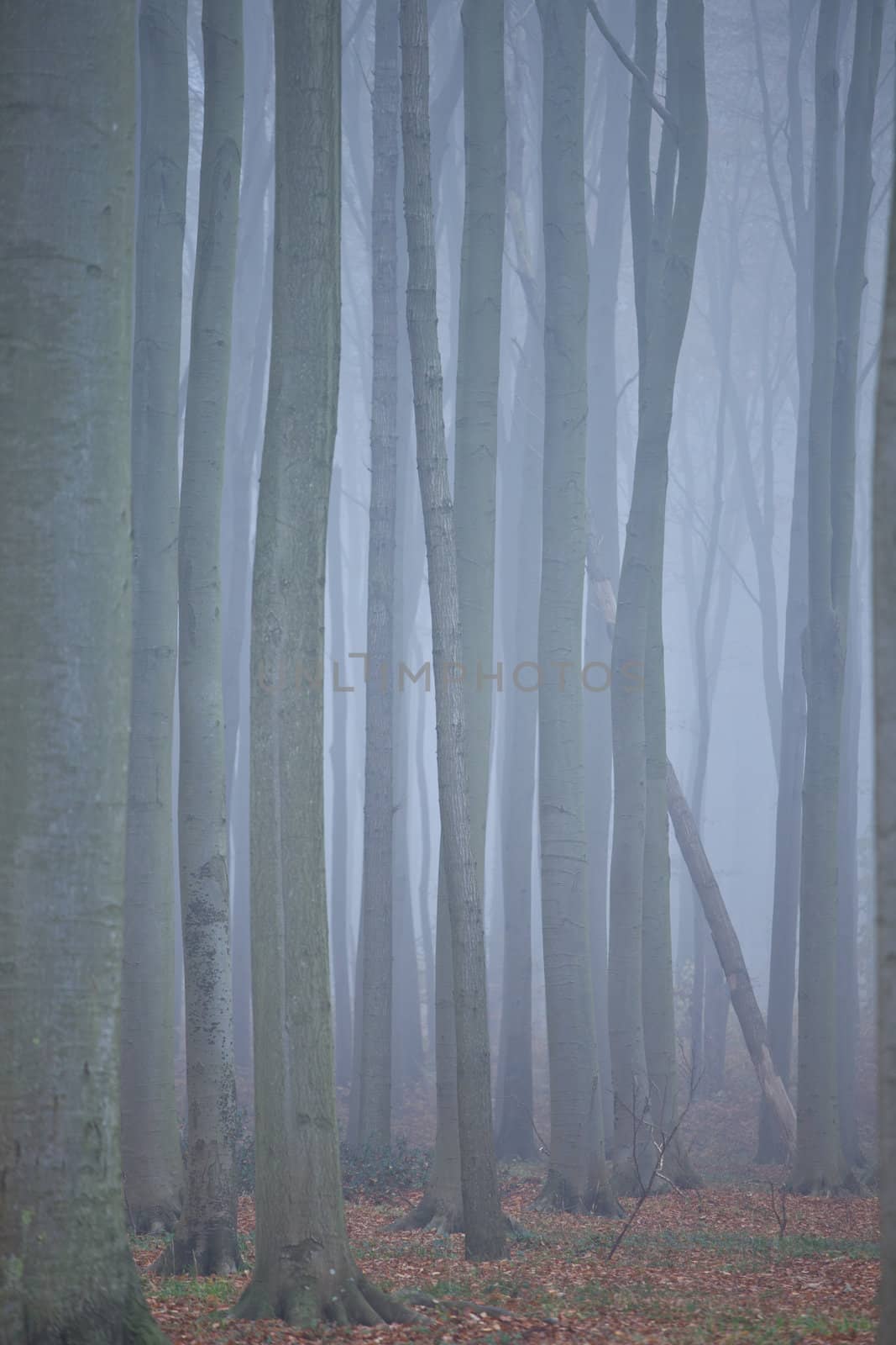 Geisterwald von Nienhagen