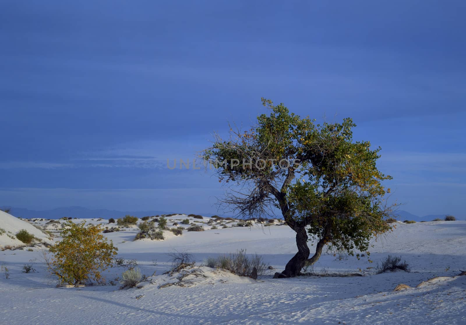 Rippled sand dunes in White Sands National Monument, New Mexico, USA