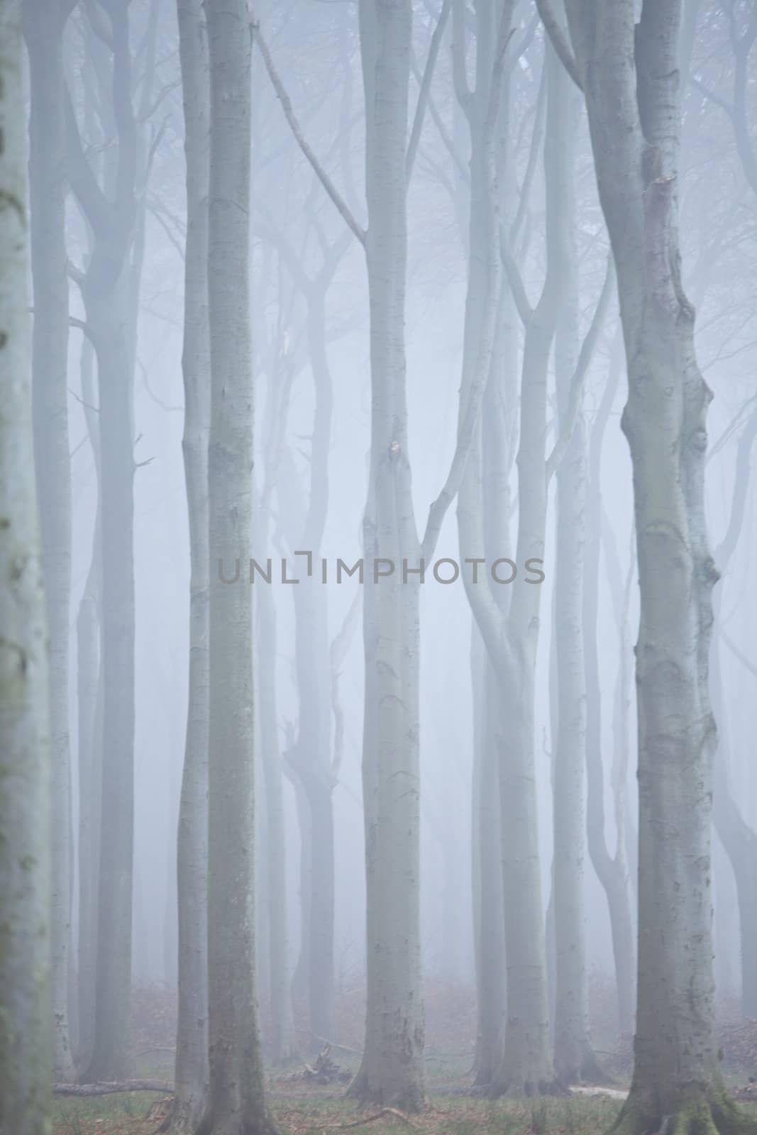 Wald im nebel by aidasonne