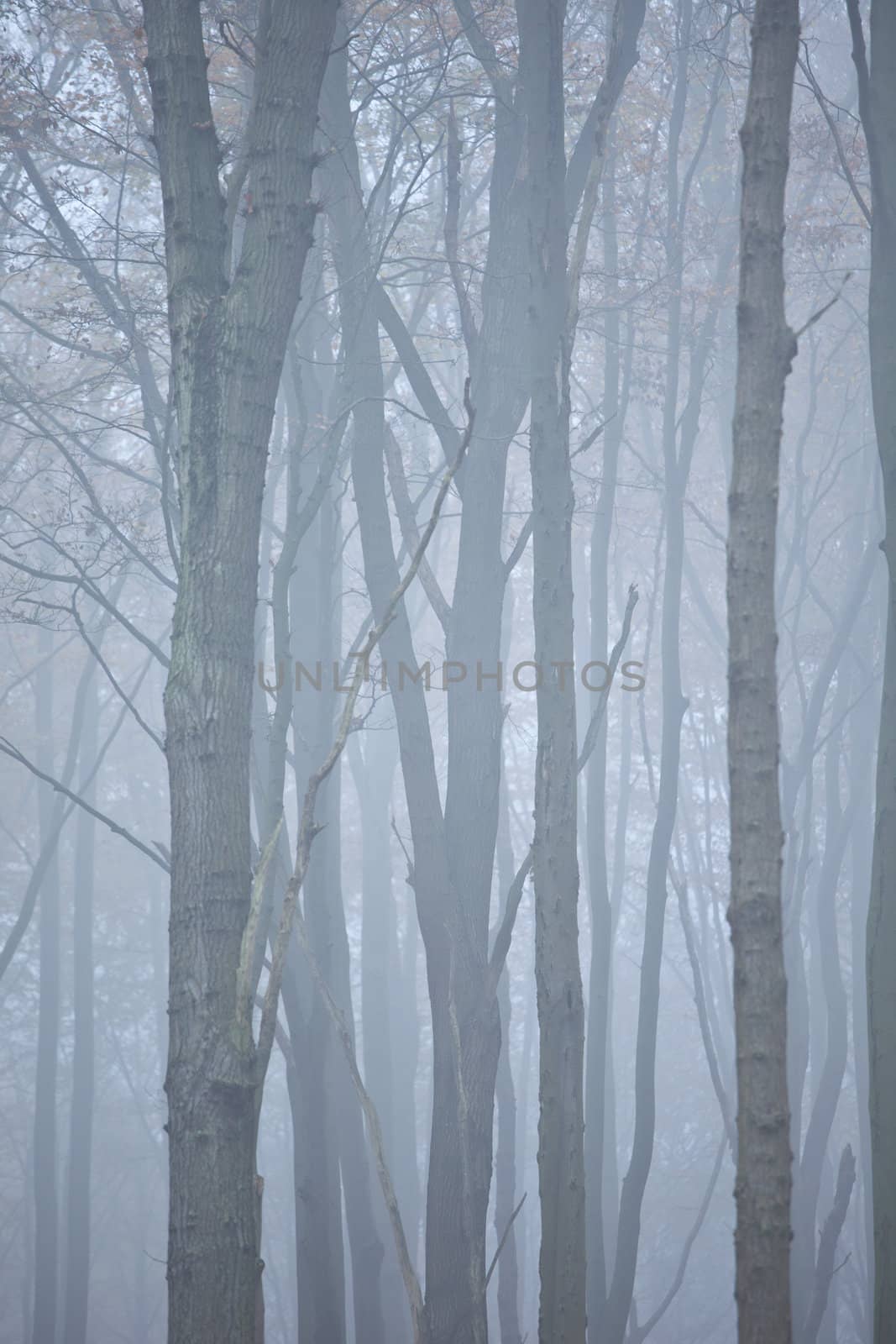 Wald im nebel by aidasonne