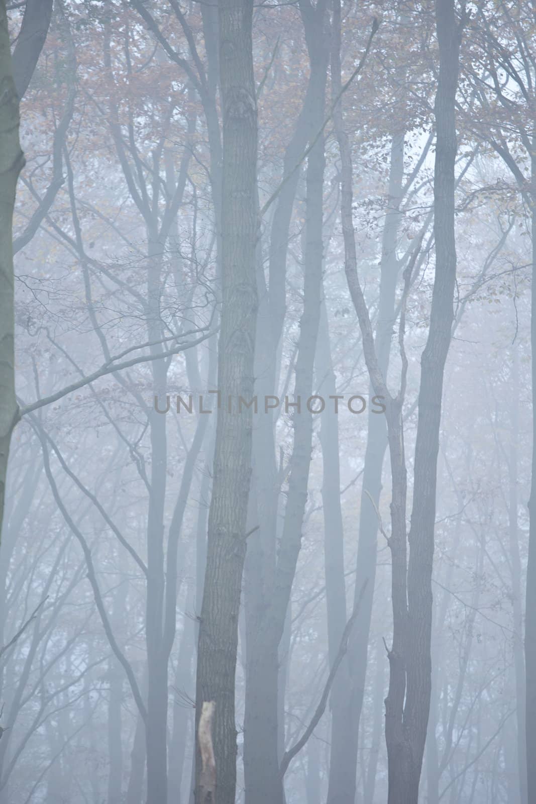Wald im nebel by aidasonne