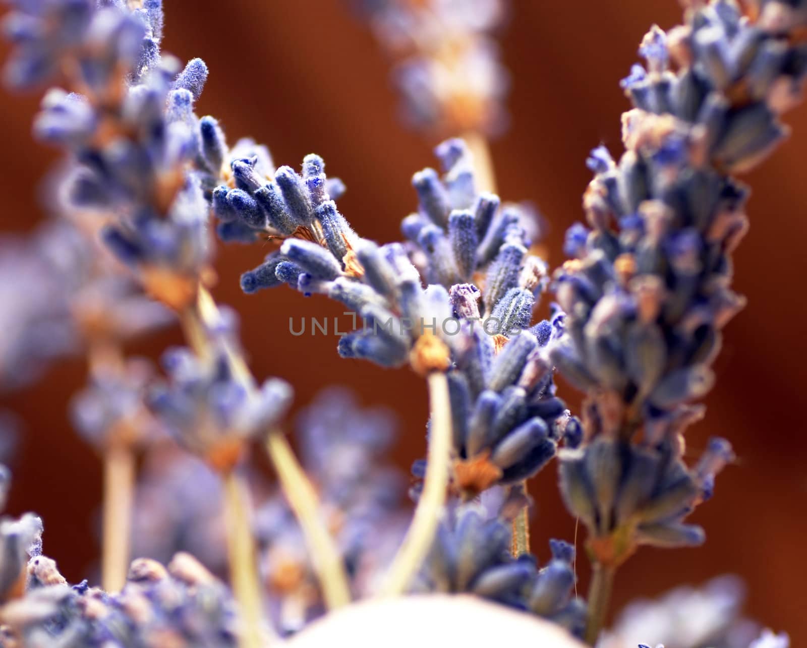 dry lavender flowers closeup over blur brown background