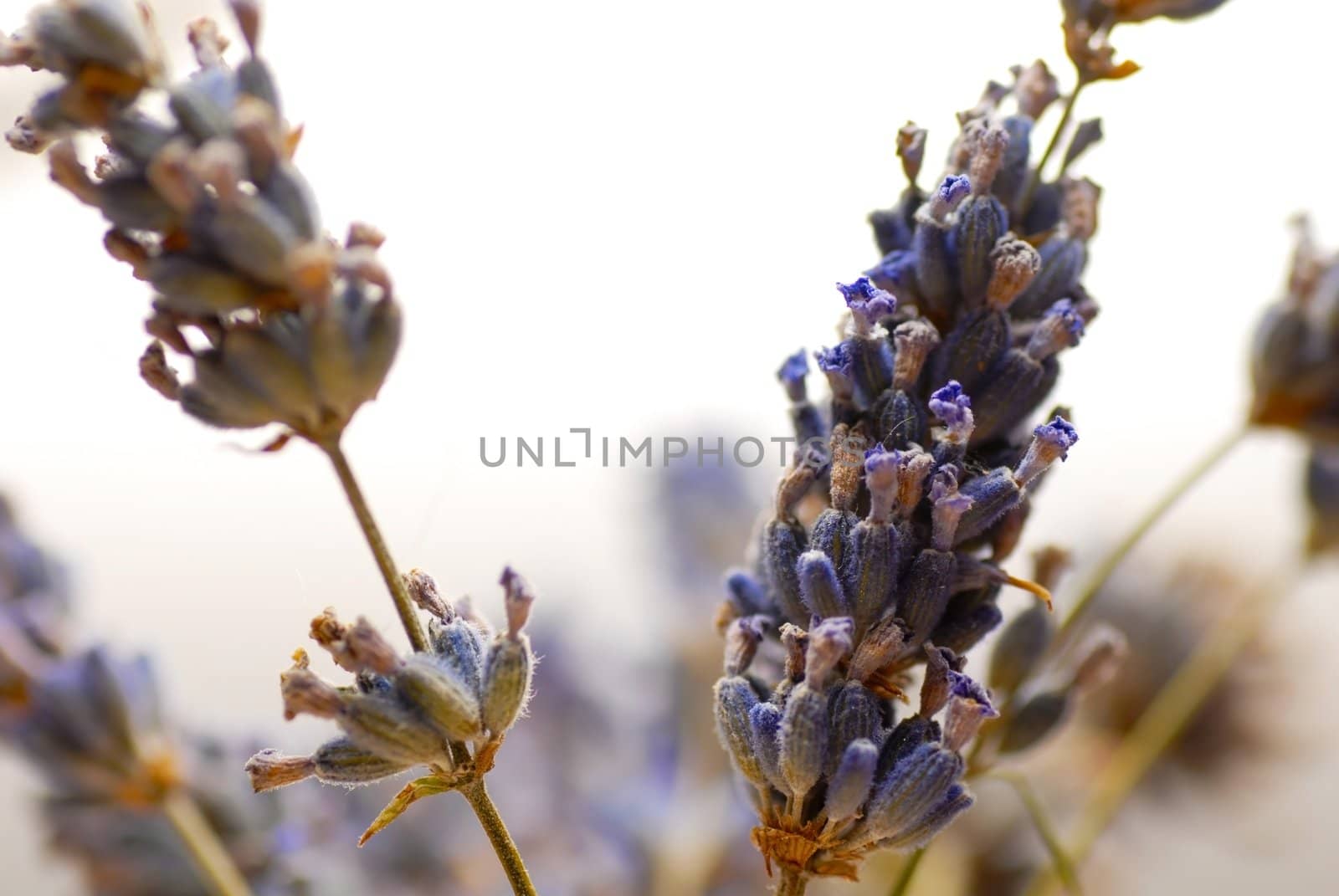 dry lavender flowers closeup over white background