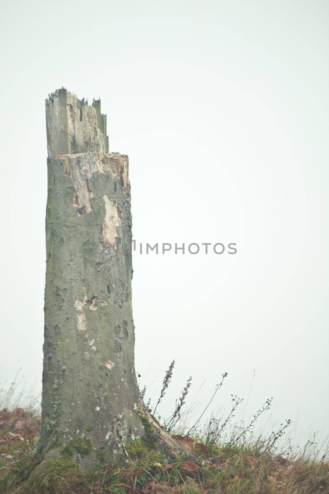 Wald im nebel by aidasonne