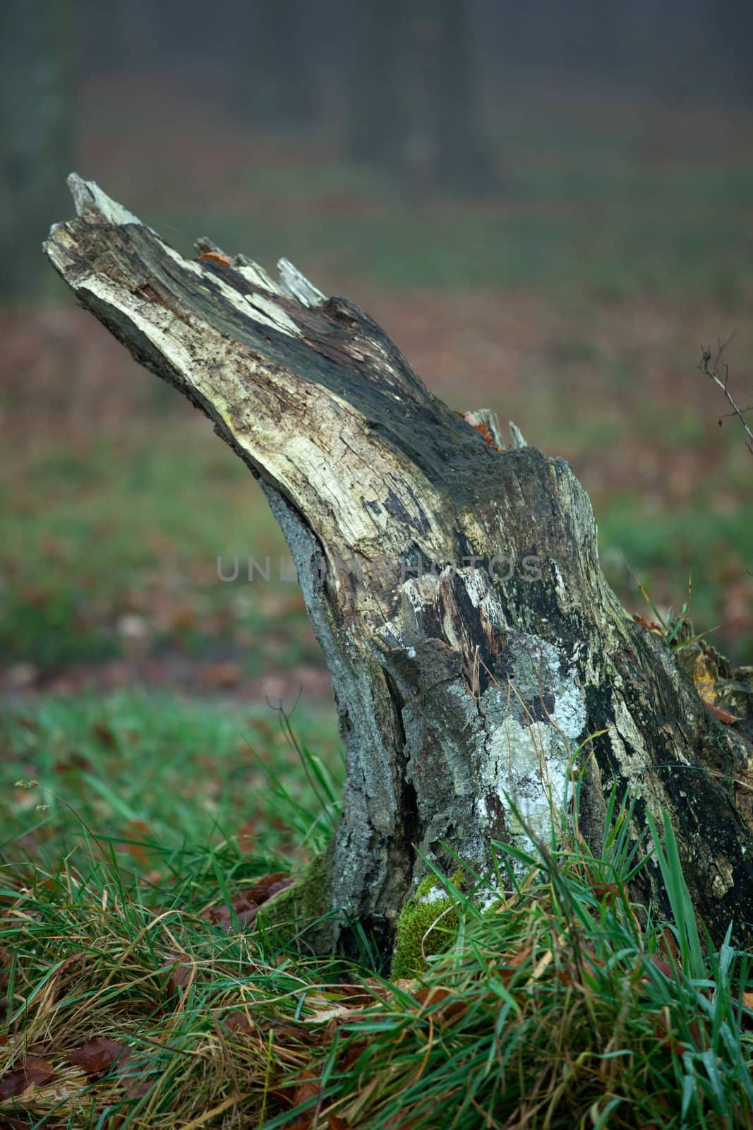 Geisterwald von Nienhagen