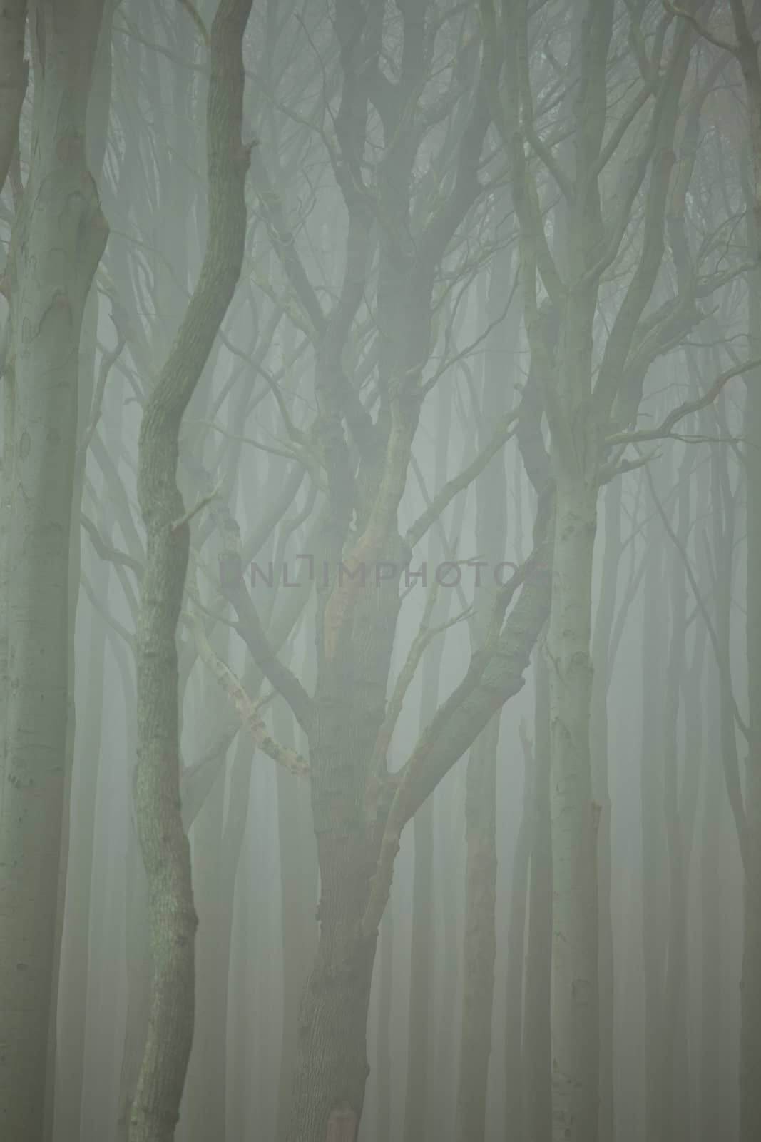 Wald im nebel by aidasonne