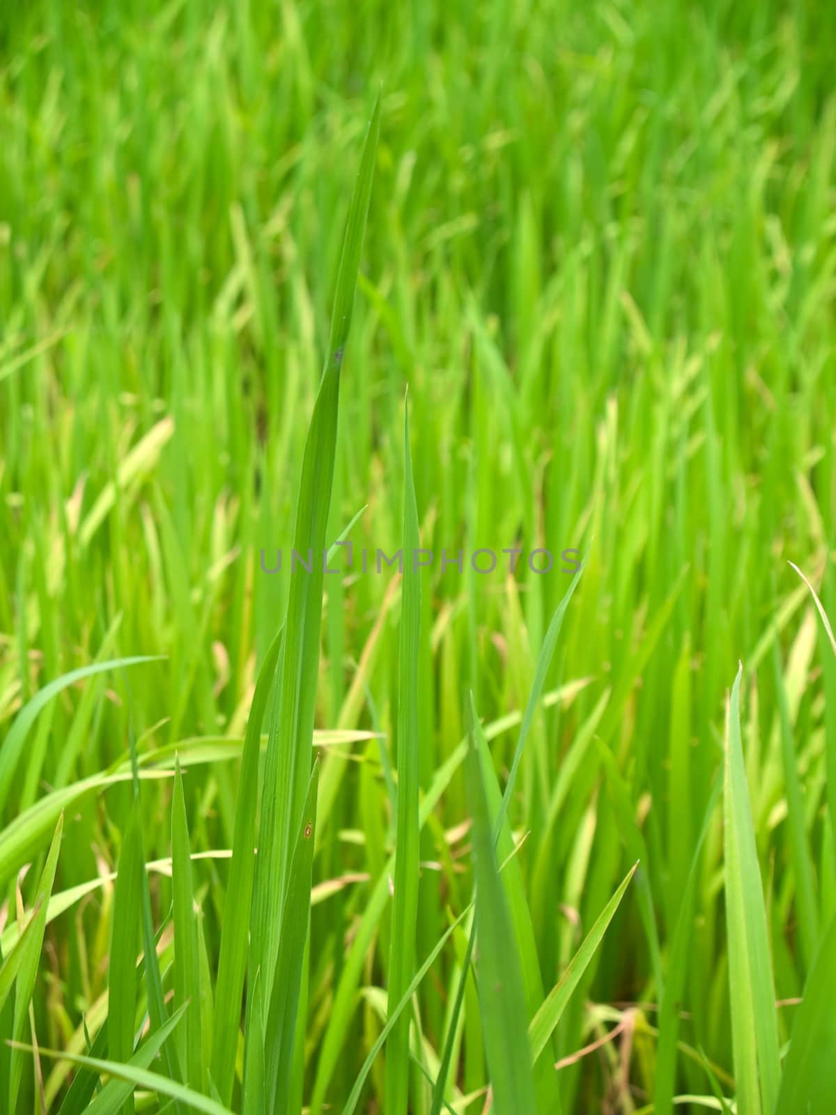 Green field paddy rice before harvest time