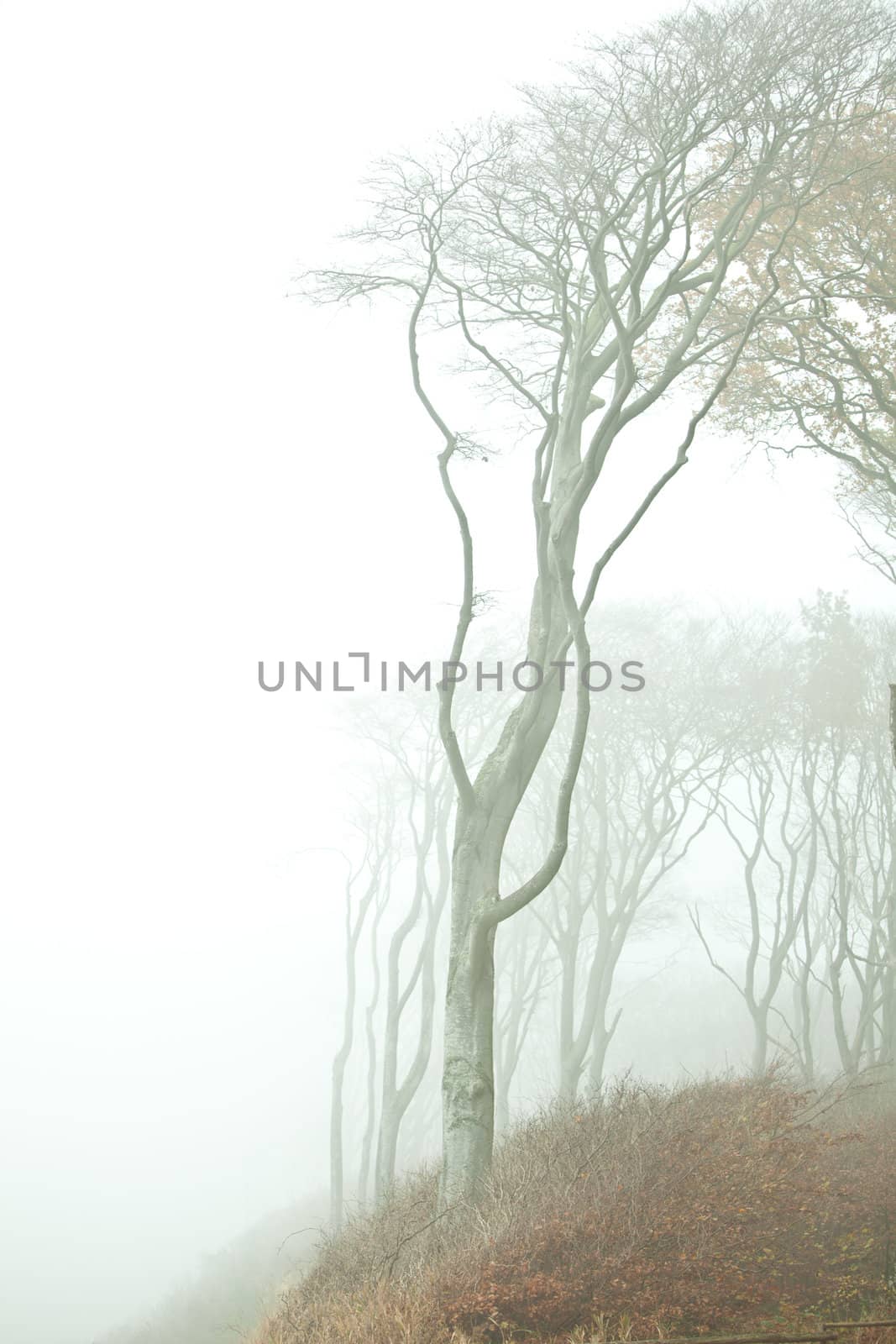 Wald im nebel by aidasonne