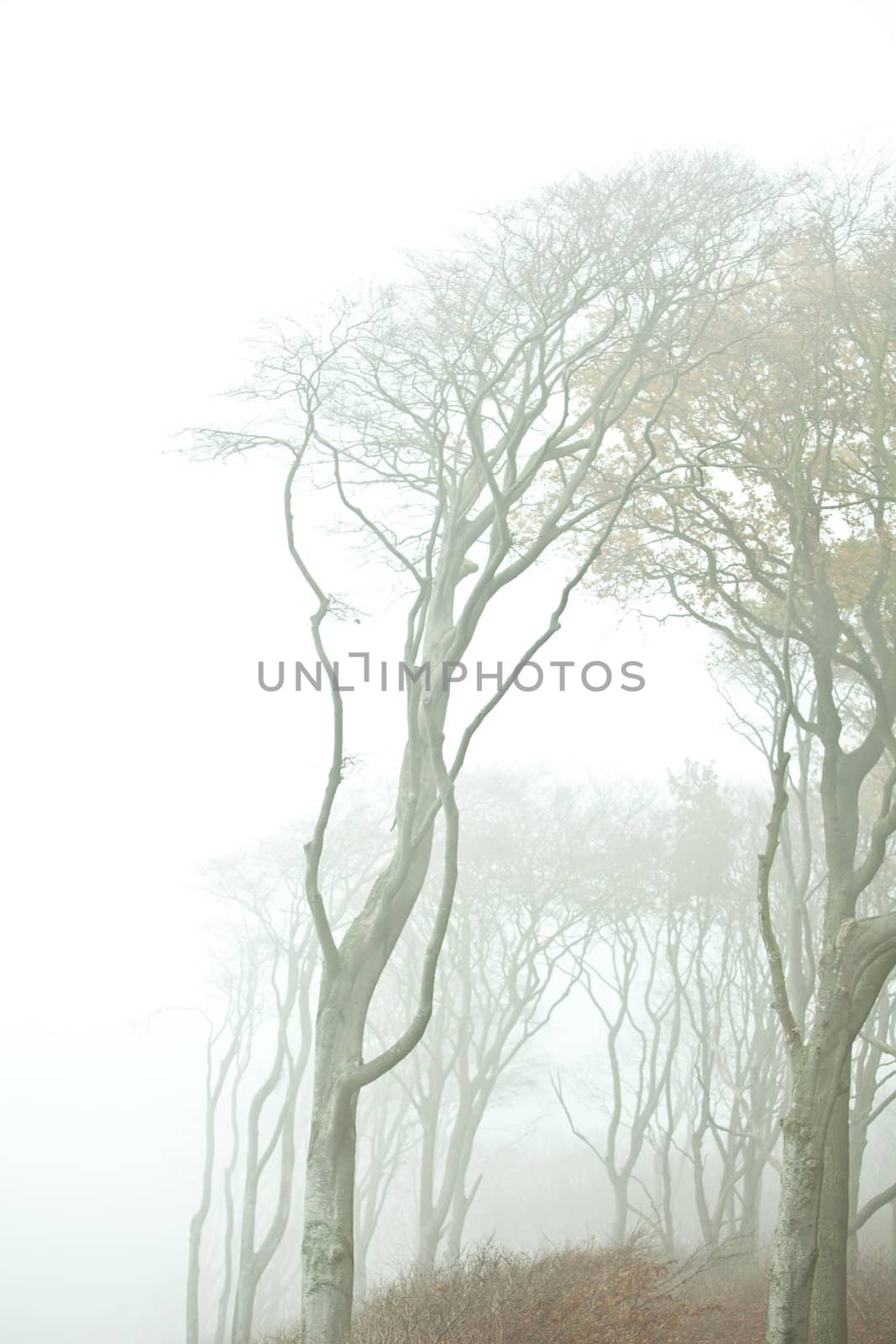 Wald im nebel by aidasonne