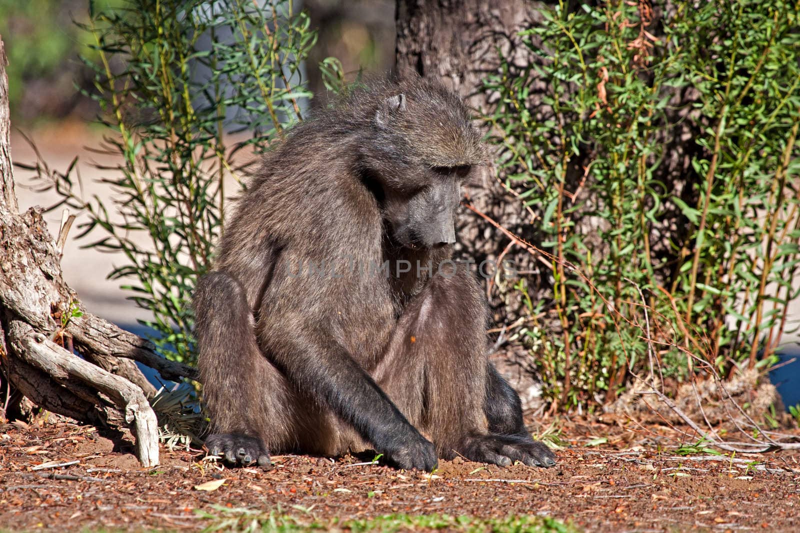 A baboon looking for food