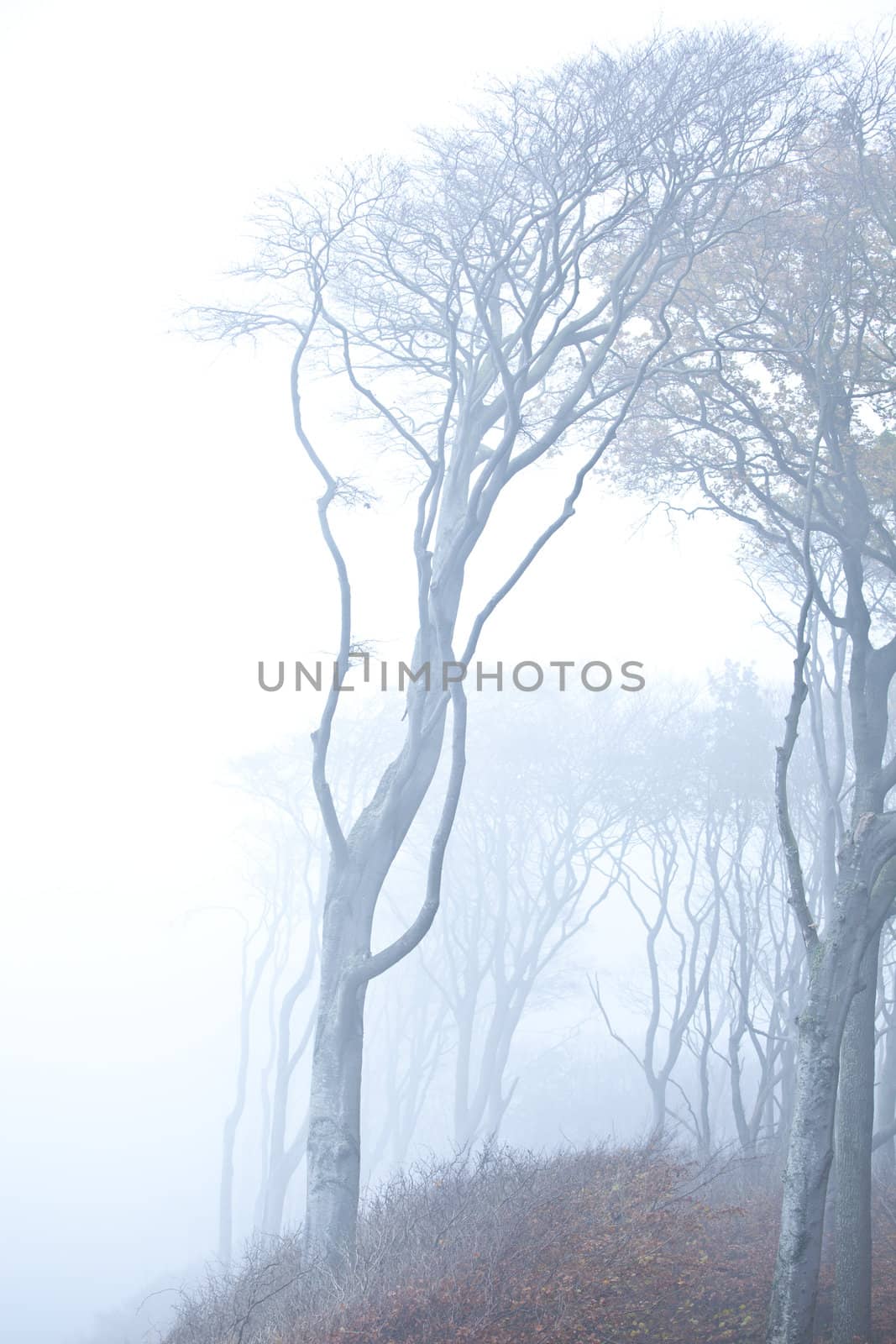 Wald im nebel by aidasonne