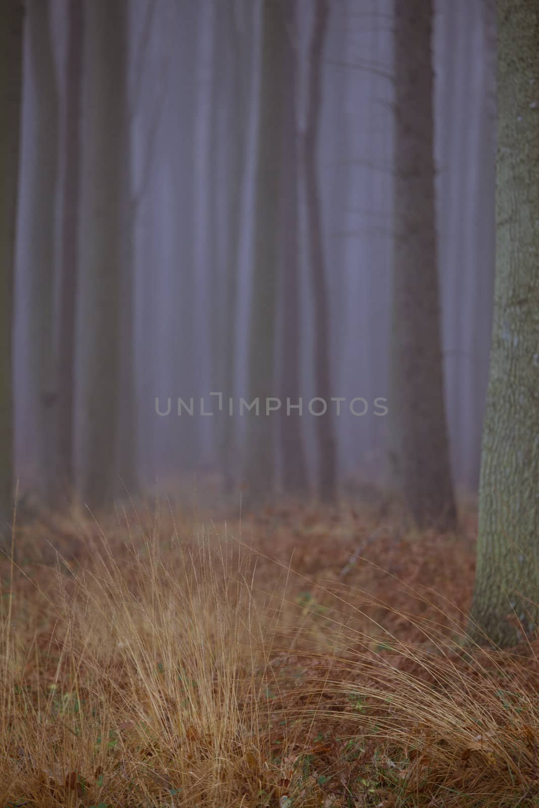 Wald im nebel by aidasonne