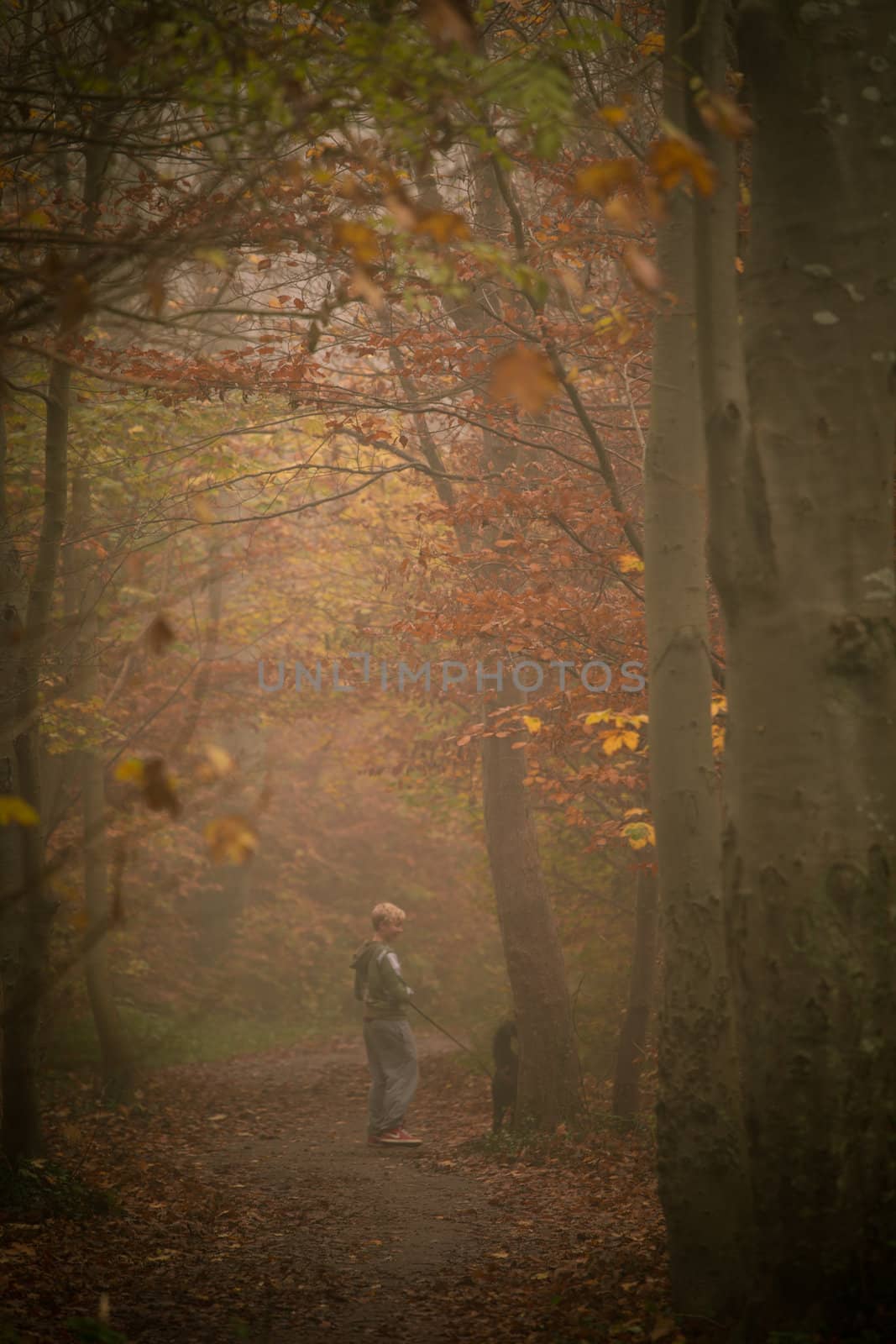 Wald im nebel by aidasonne