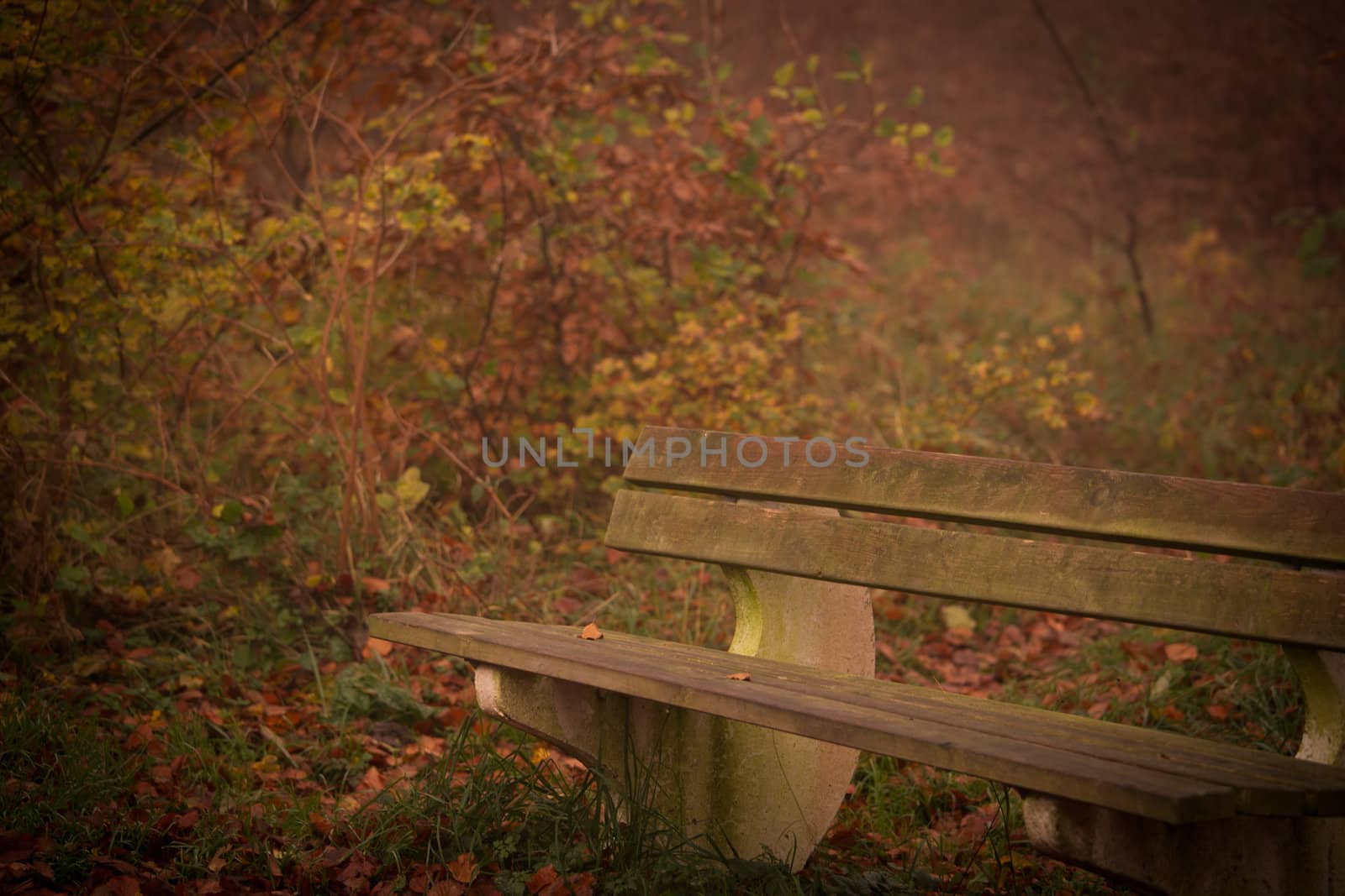 Wald im nebel by aidasonne