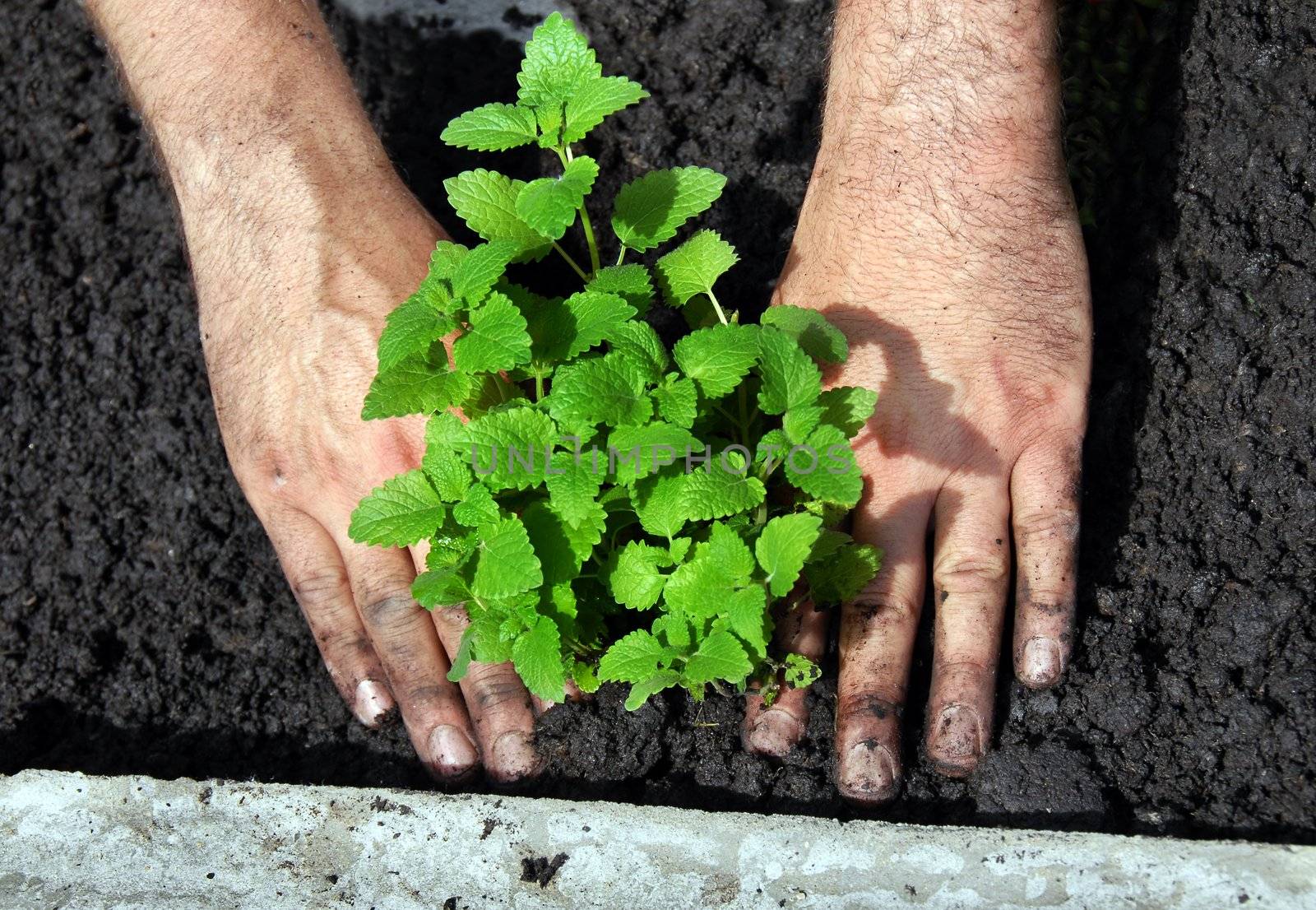 lemon balm planting in garden on black soil