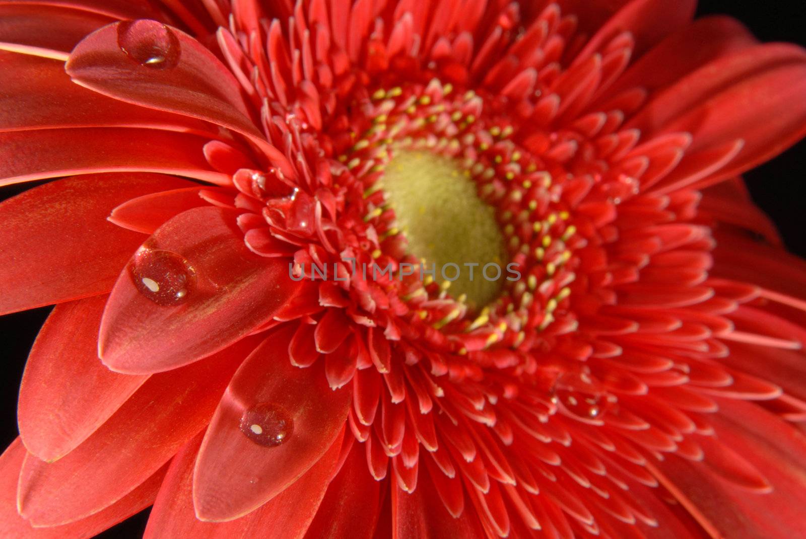 Red gerbera flower texture close up with little water drops on black background.