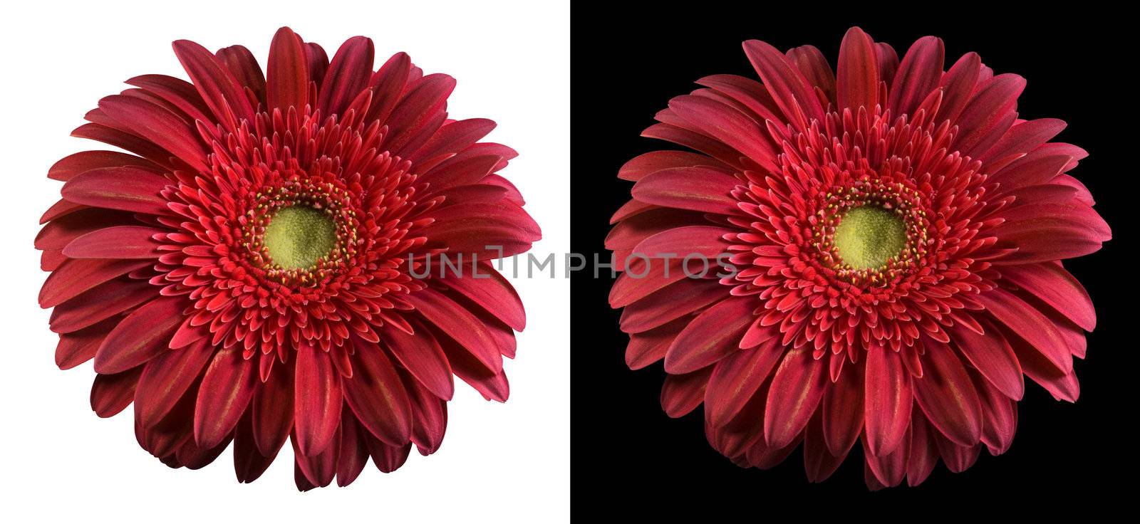 Burgundy flower isolated over both black and white backgrounds. Included clipping path, so you can easily cut it out and place over the top of a design.