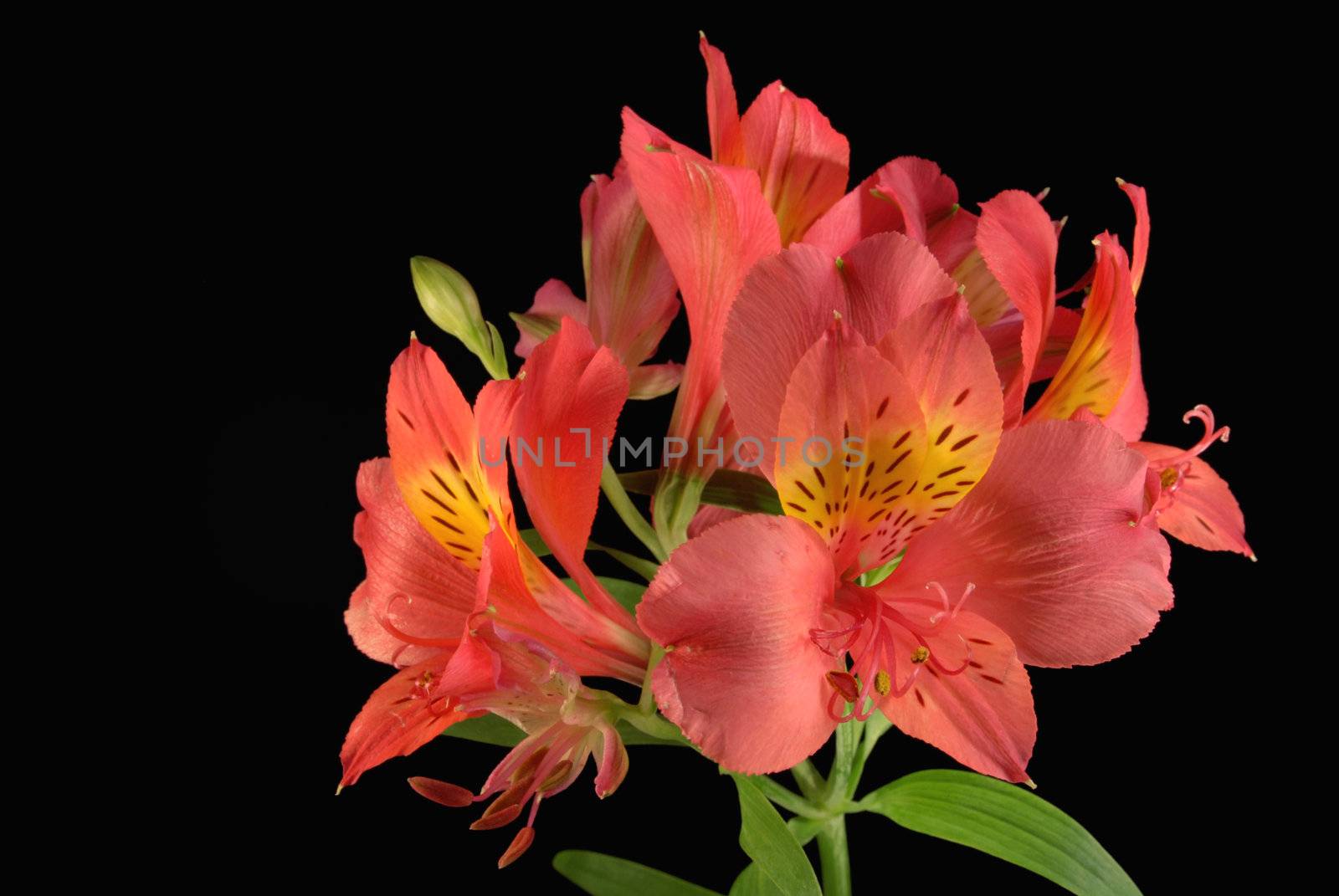 Red lily flowers close up on black background.