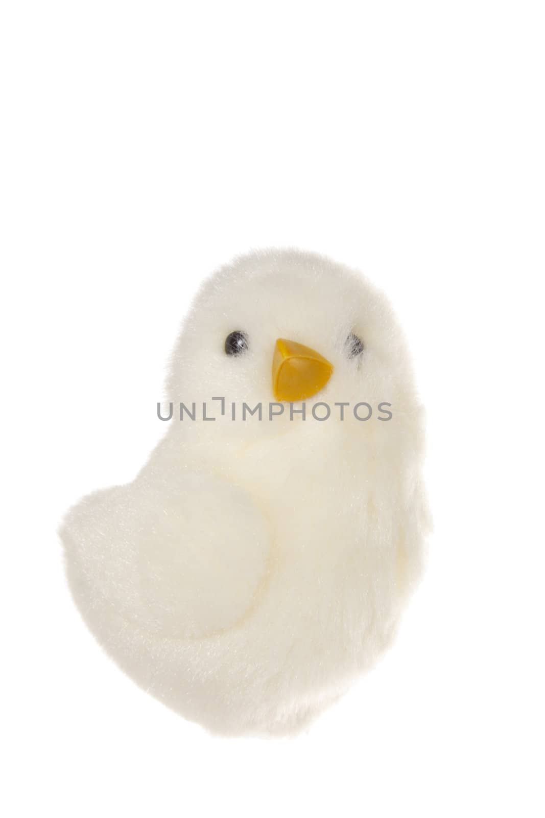 White chickling, photo on the white background