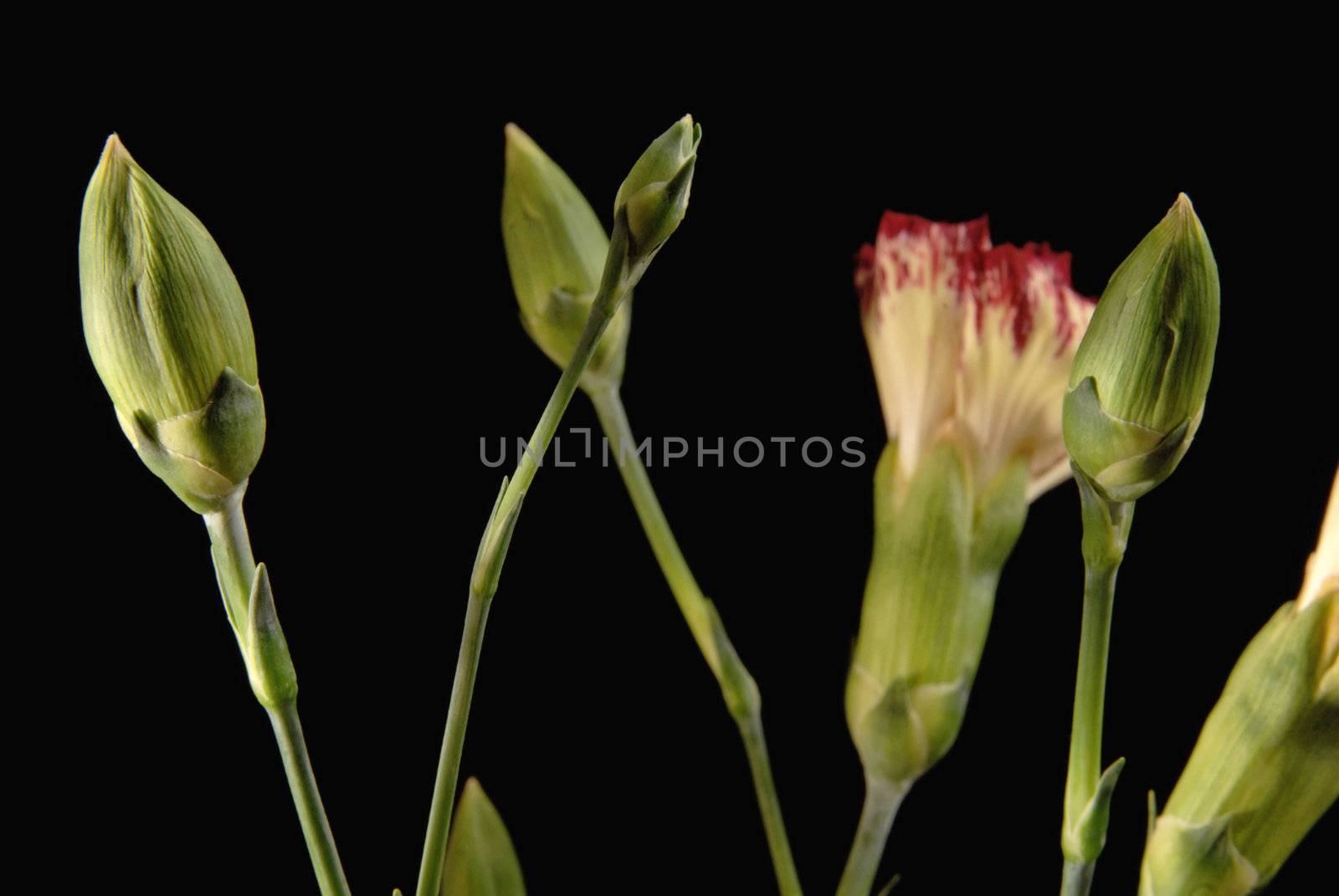 Carnation bud flower close up on black background