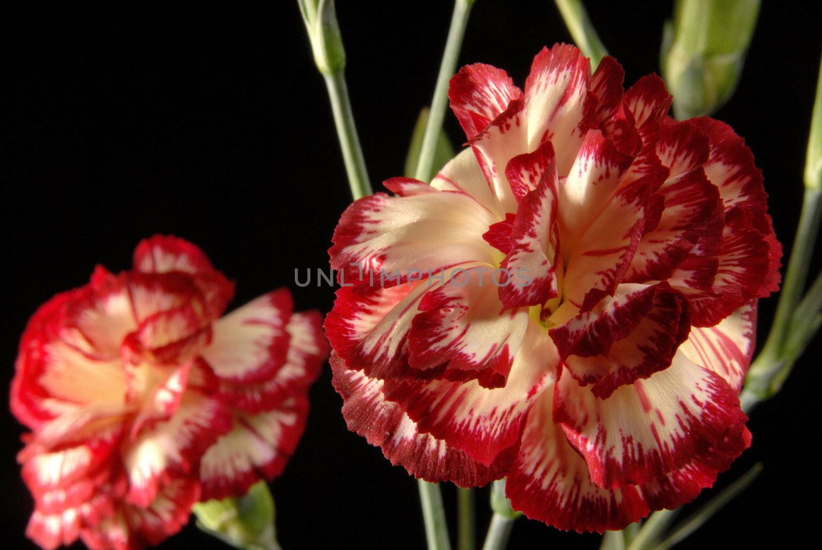 Carnation flower bouquet nuanced in red and white close up on black background.