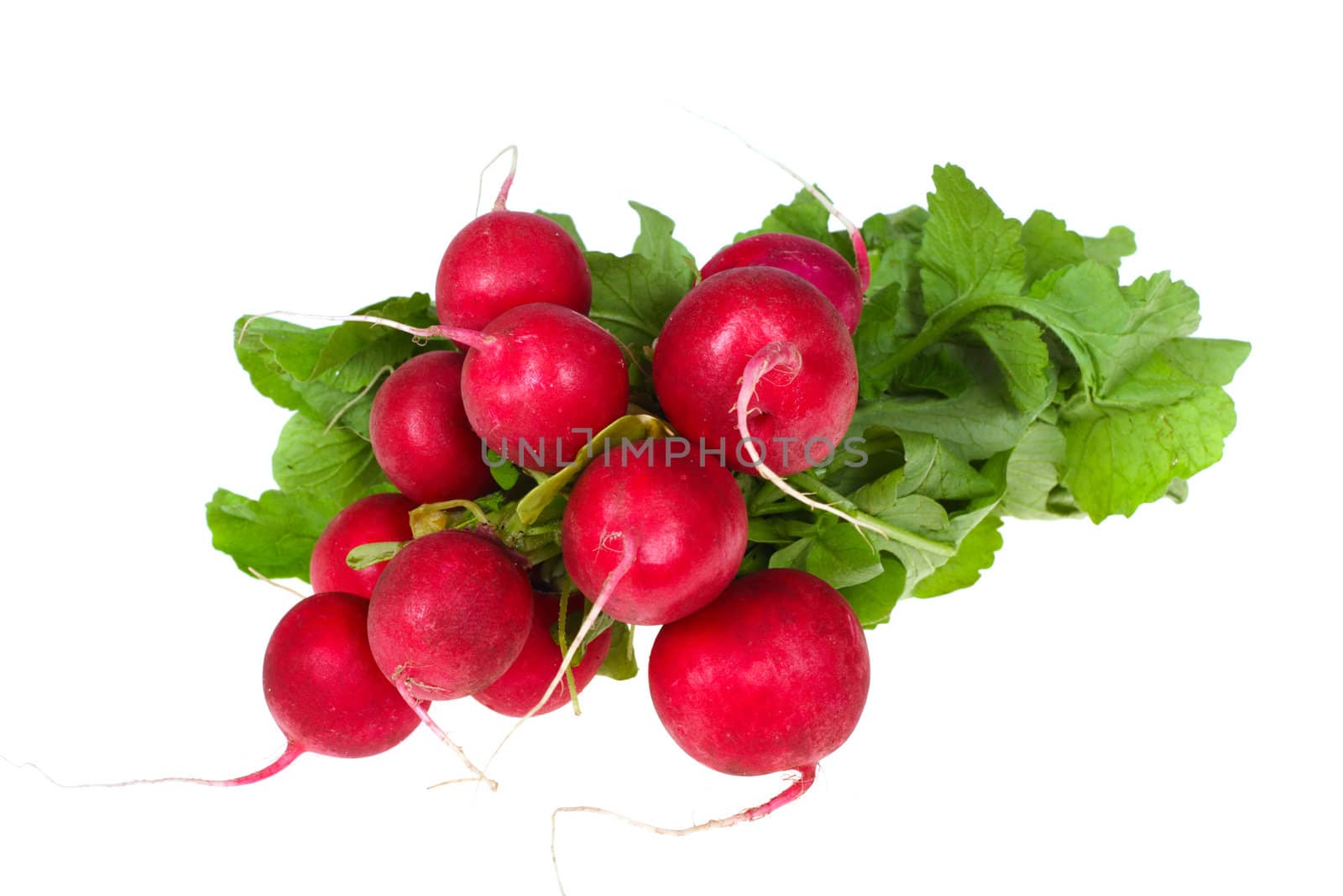 bunch of radishes photo on the white background