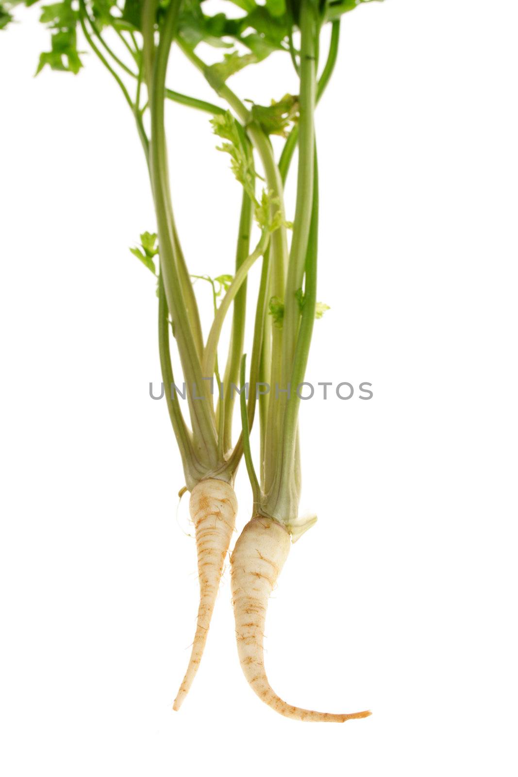 fresh Parsnip, photo on the white background