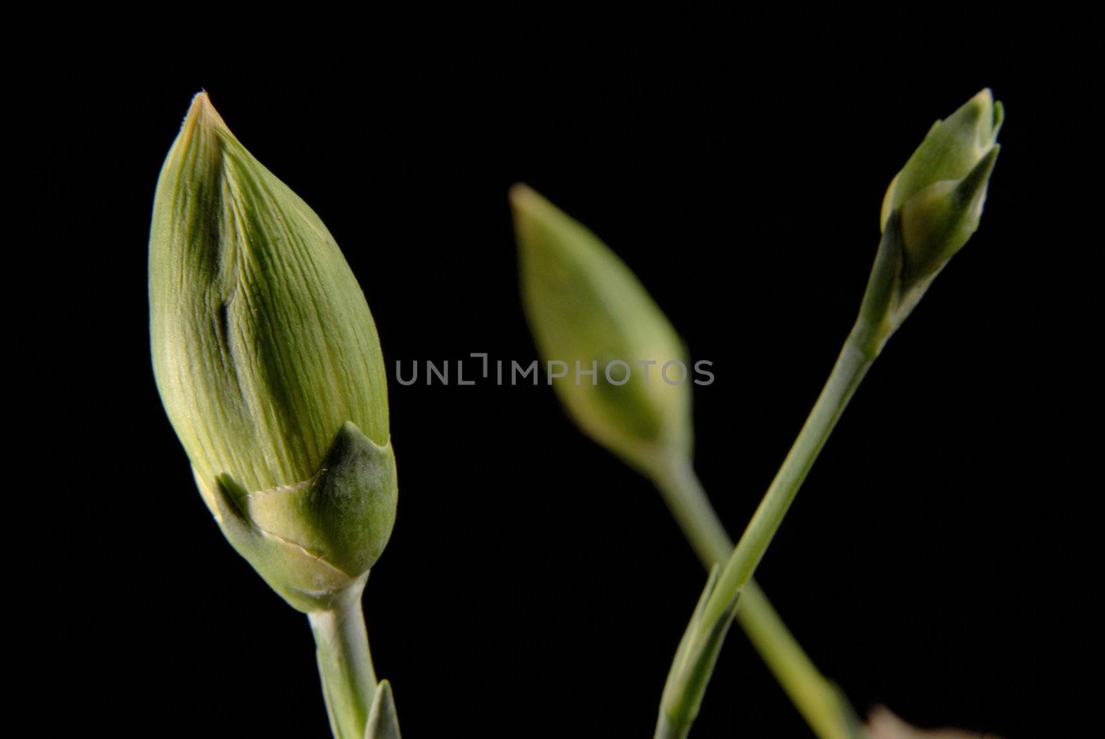 Carnations bud flowers on black background by cienpies