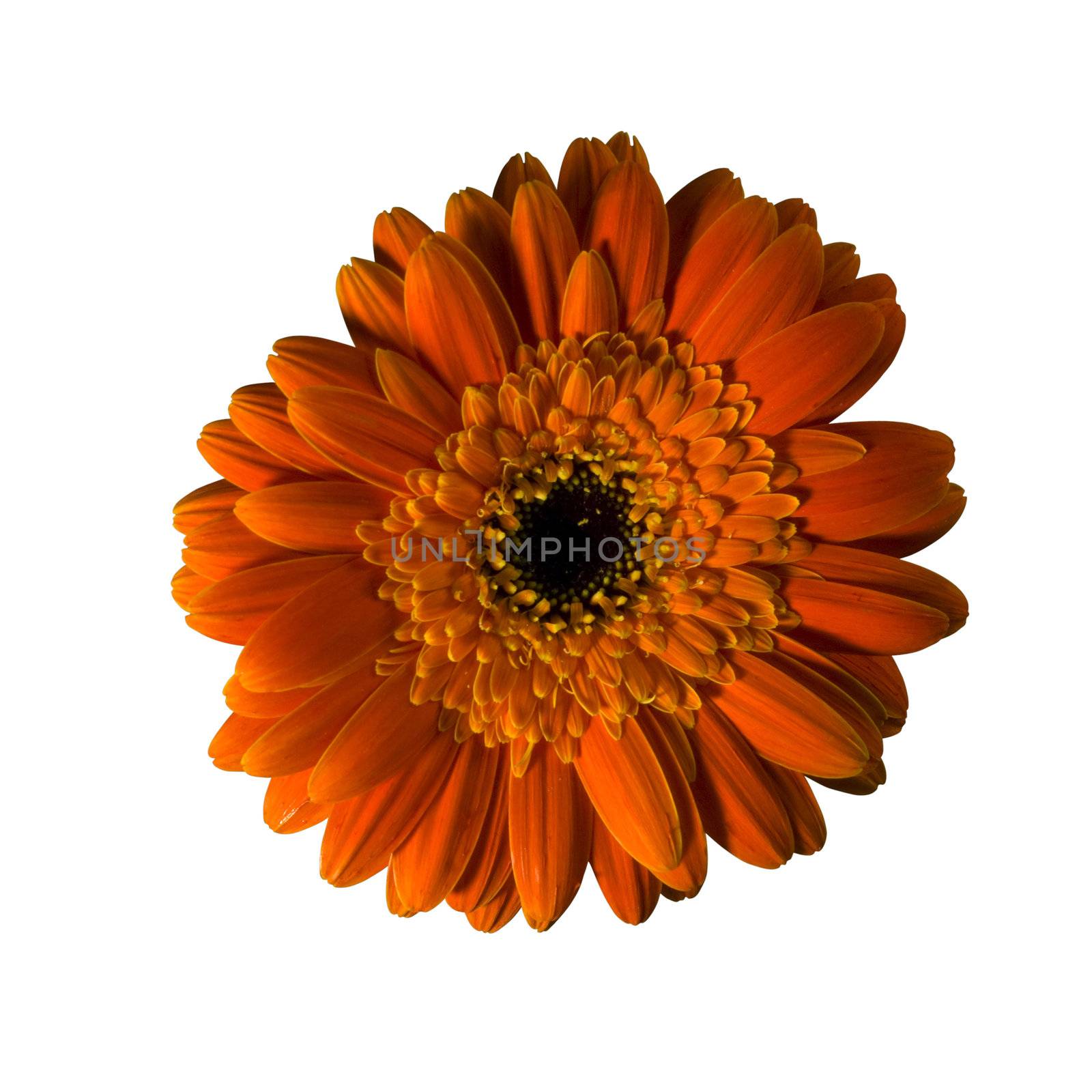 A half yellow gerbera flower isolated over white background. Included clipping path, so you can easily cut it out and place over the top of a design.