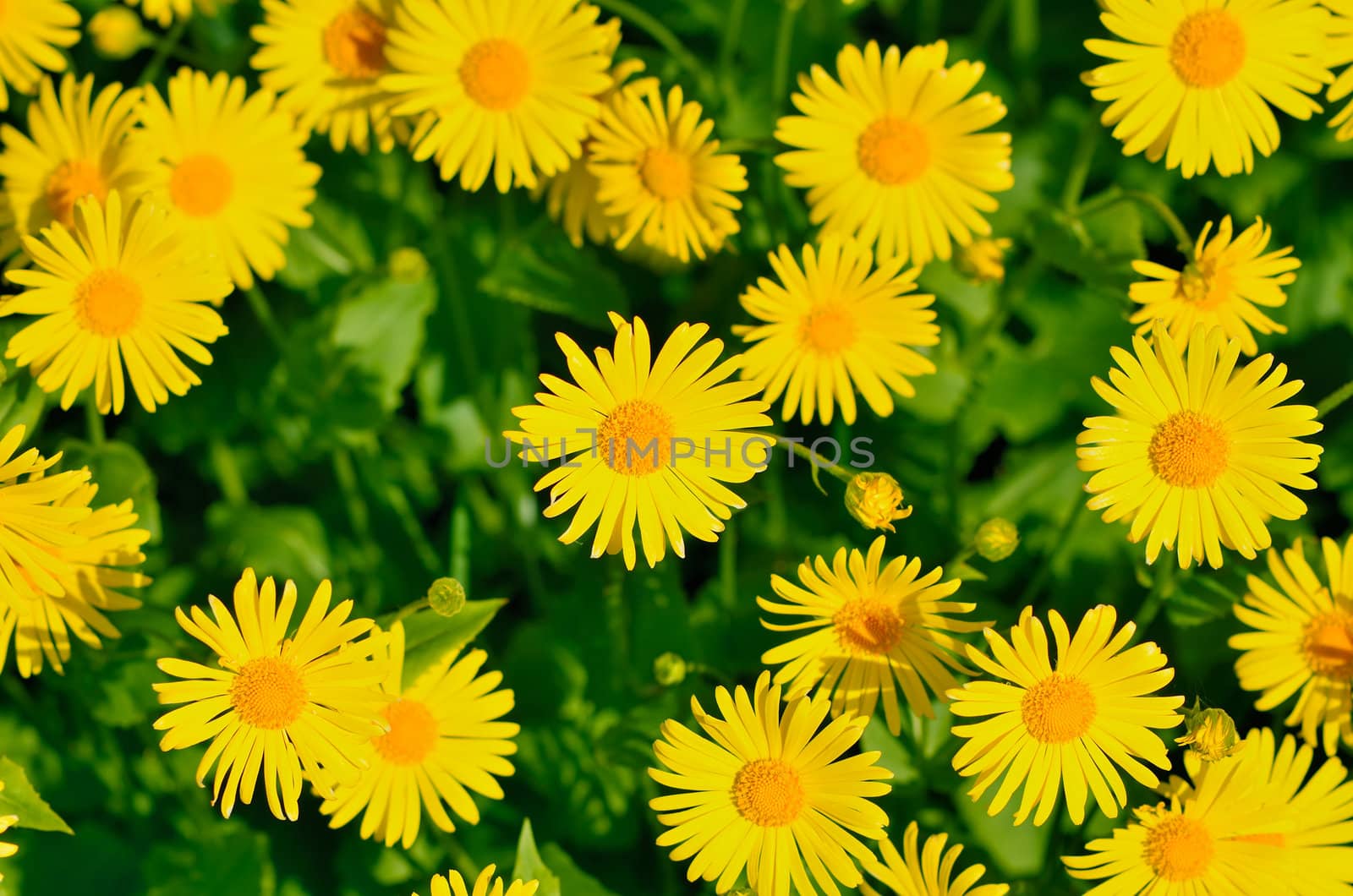 Closeup of yellow dandelions on the meadow