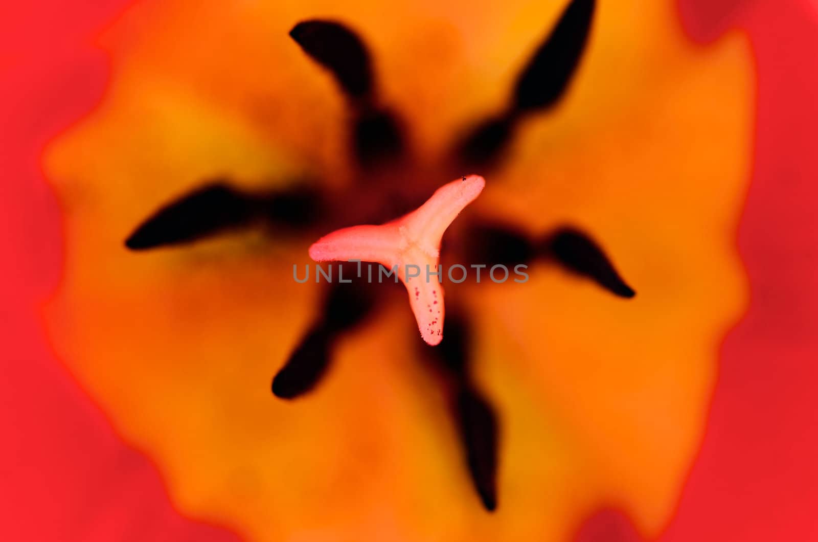 Centre of a red flower. On a larger scale