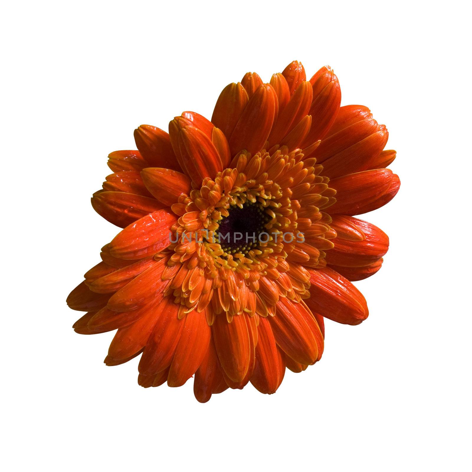 Wet orange flower isolated with clippingpath. by cienpies