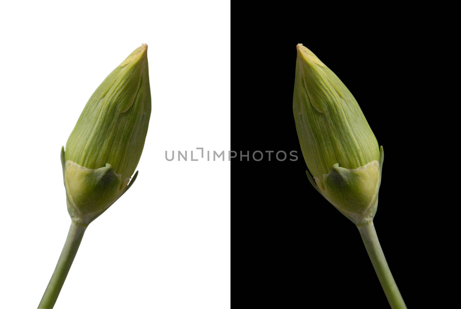 Two carnation bud flowers isolated on both black and white background respectively. Included clipping path, so you can easily cut it out and place over the top of a design.