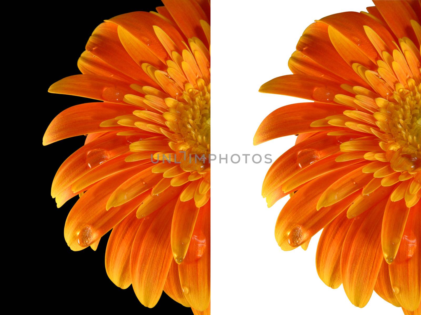 A half yellow gerbera flower isolated over both black and white backgrounds. Included clipping path, so you can easily cut it out and place over the top of a design.