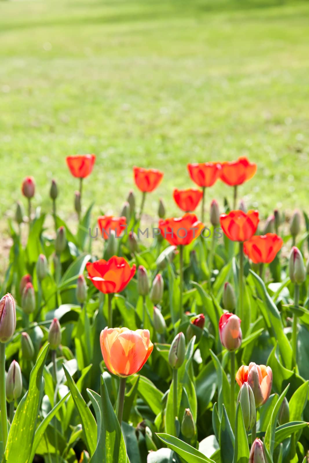 Selection of tulips filled by the sun. All flowers have turned heads to light