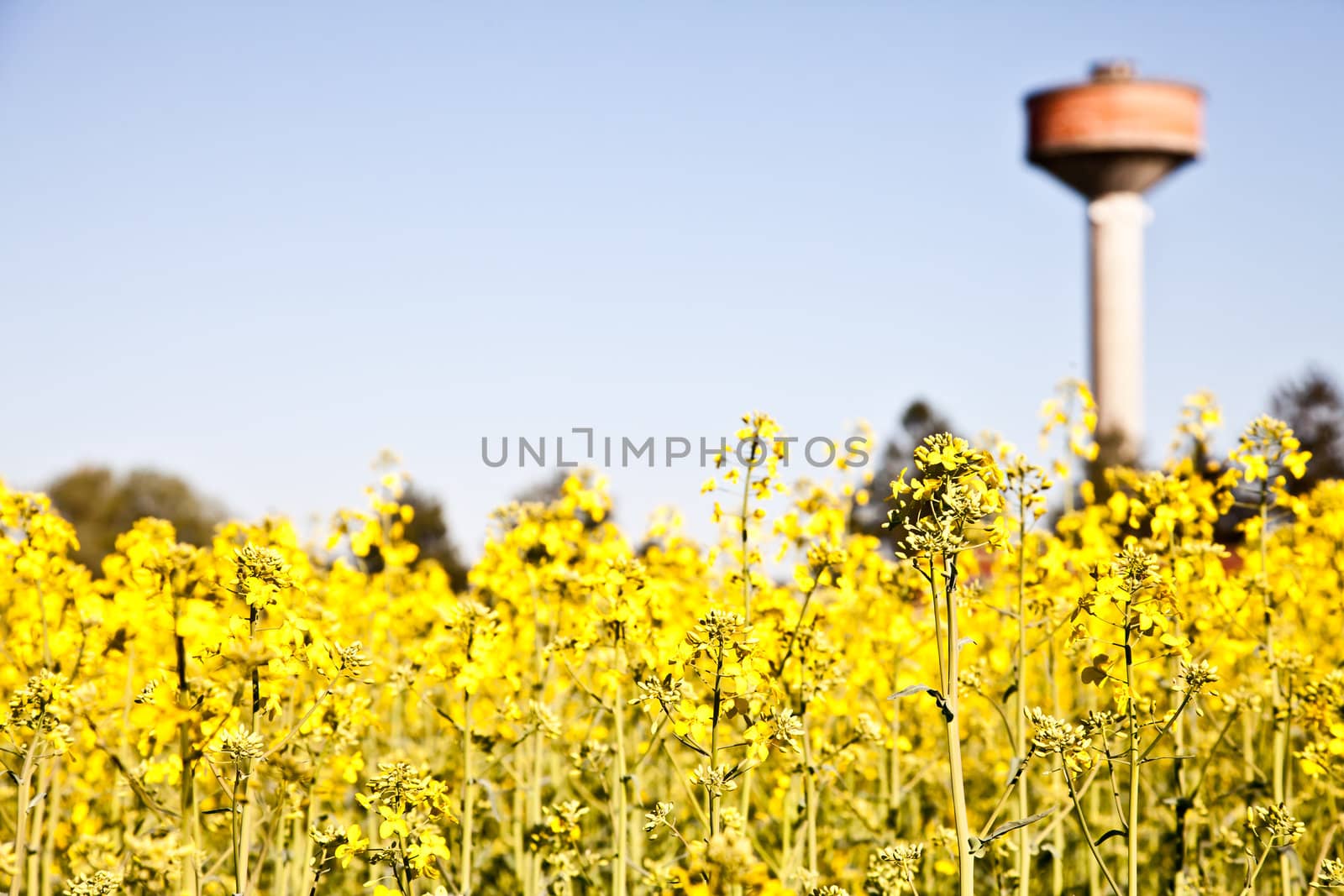 Water tower in a field of yellow flowers during spring season