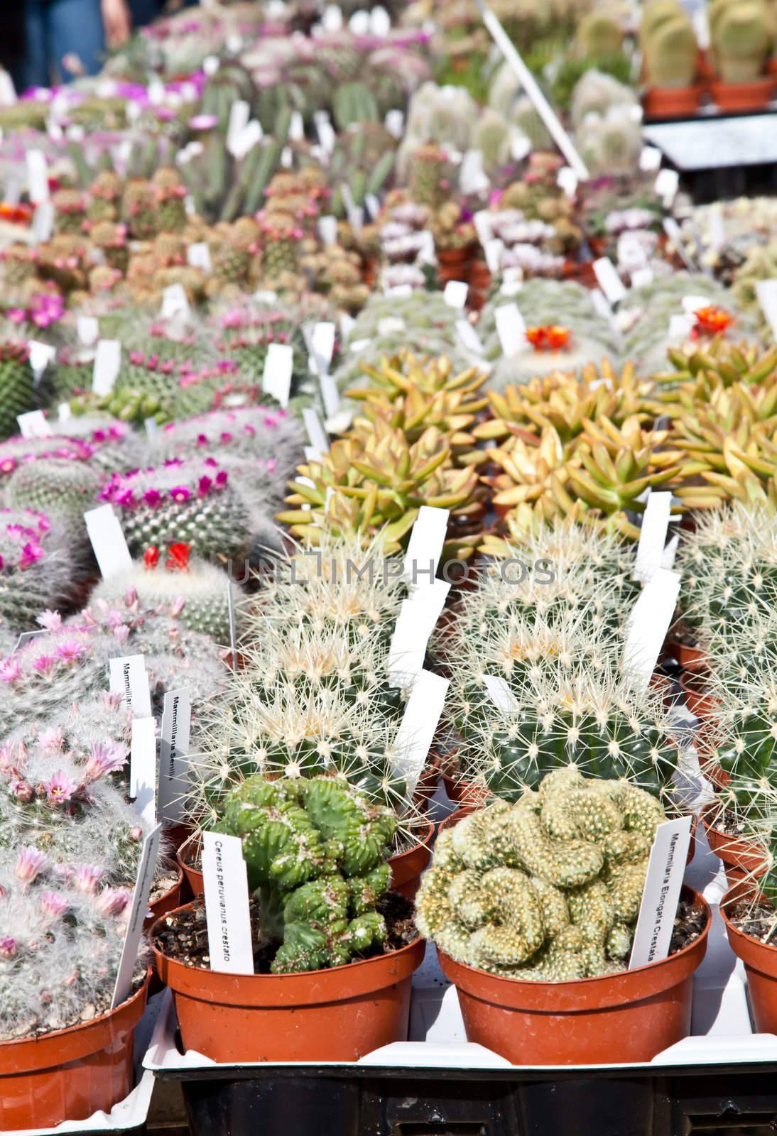 Small cactus plants in a market during a sunny day