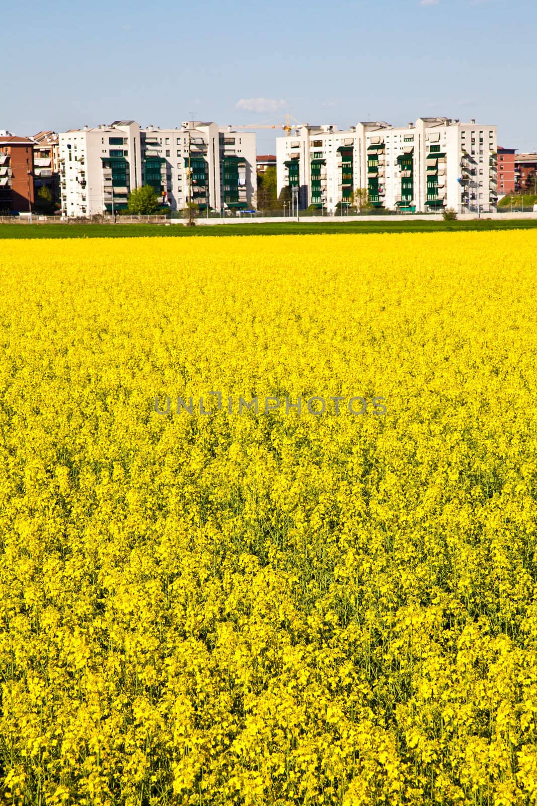 Field of yellow flowers in spring season close to the border of the city