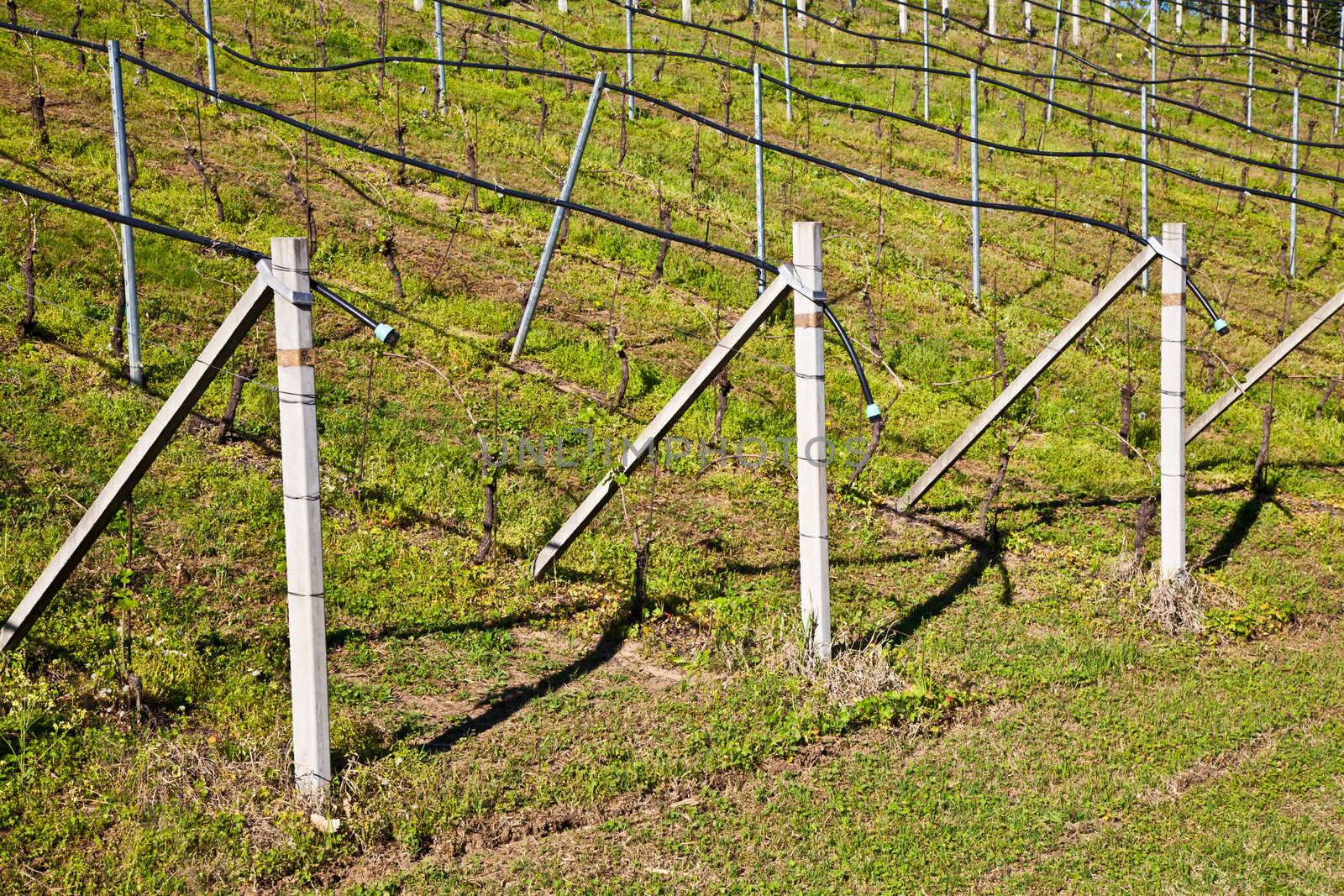 Vineyard with a drip irrigation system running along the top of the vines