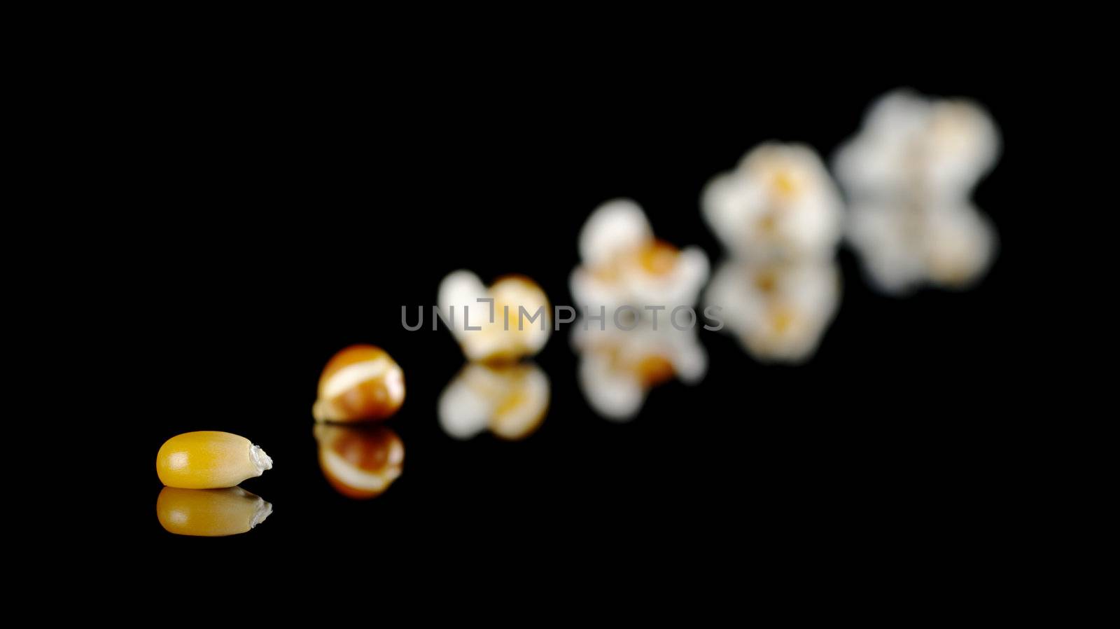 The different stages from the maize kernel to the popcorn photographed on black with reflection (Selective Focus, Focus on the maize kernel on the front)