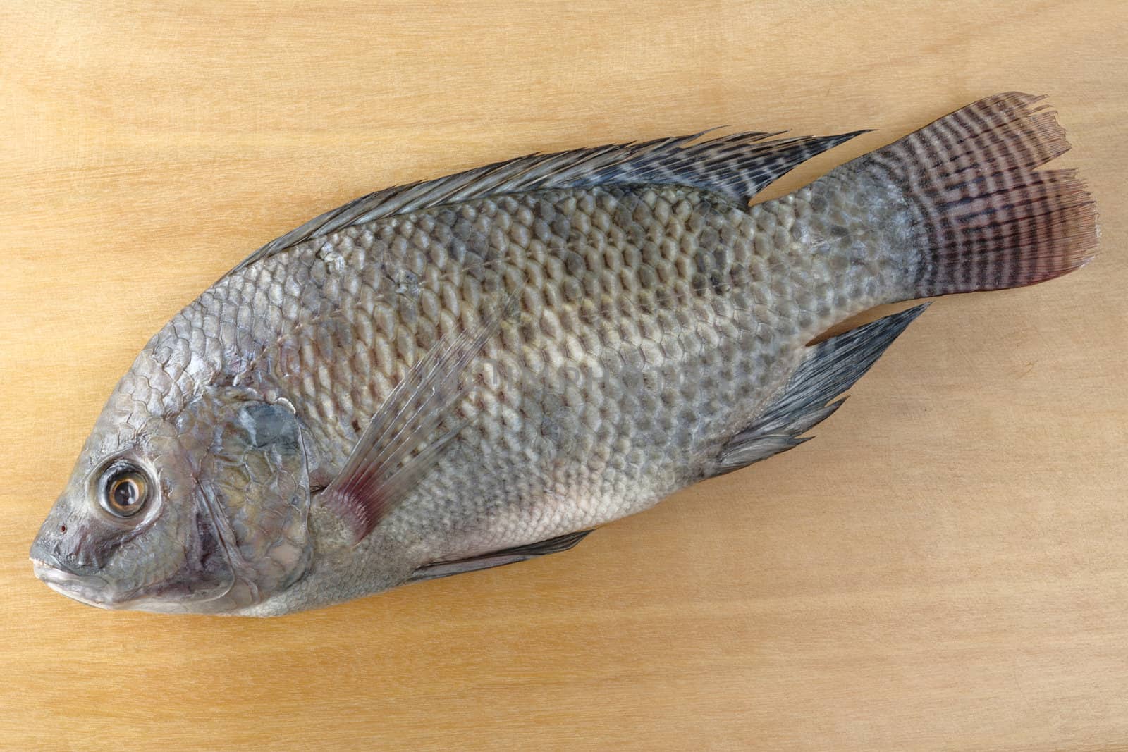 Fish Called Tilapia by ildi