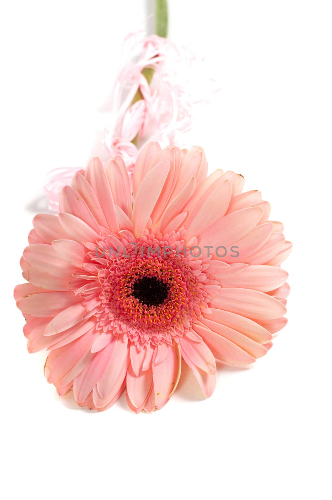 Shot of pink gerbera isolated on white