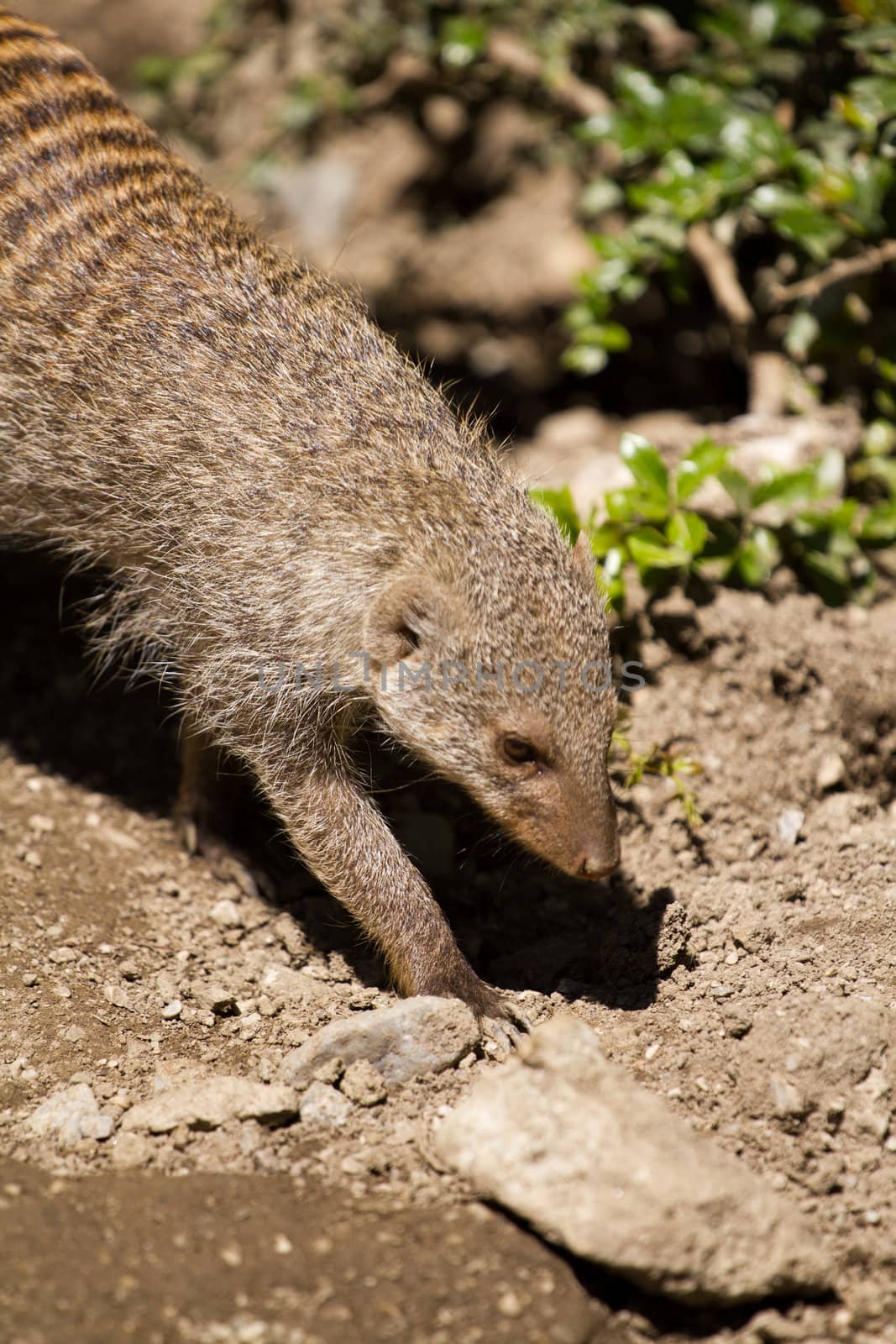 Banded Mongoose searching for food under the summer sun