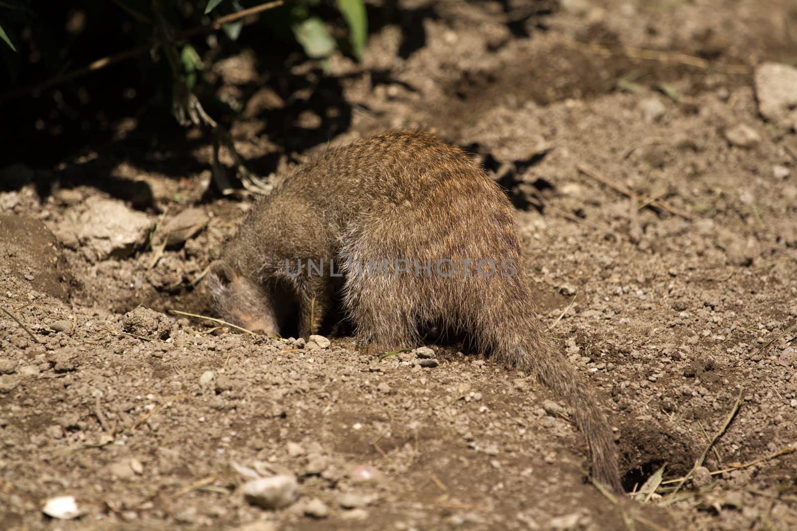 Banded Mongoose searching for food under the summer sun