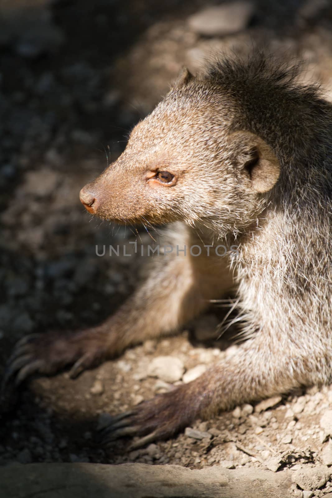 Banded Mongoose searching for food under the summer sun
