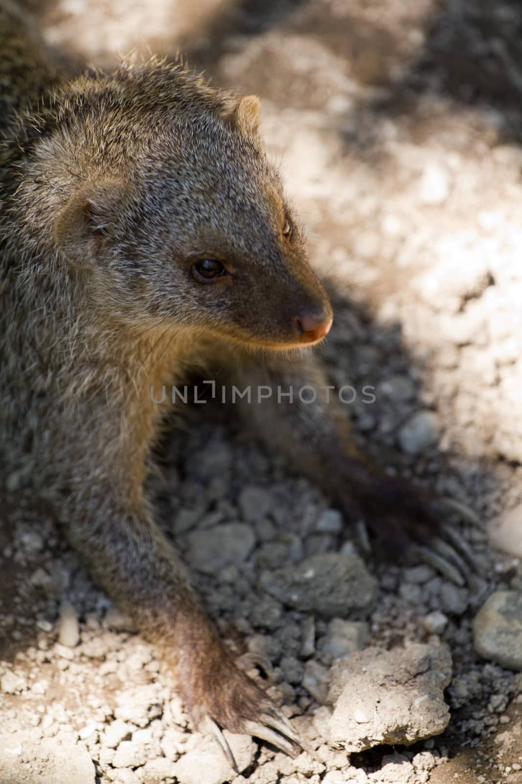 Banded Mongoose searching for food under the summer sun