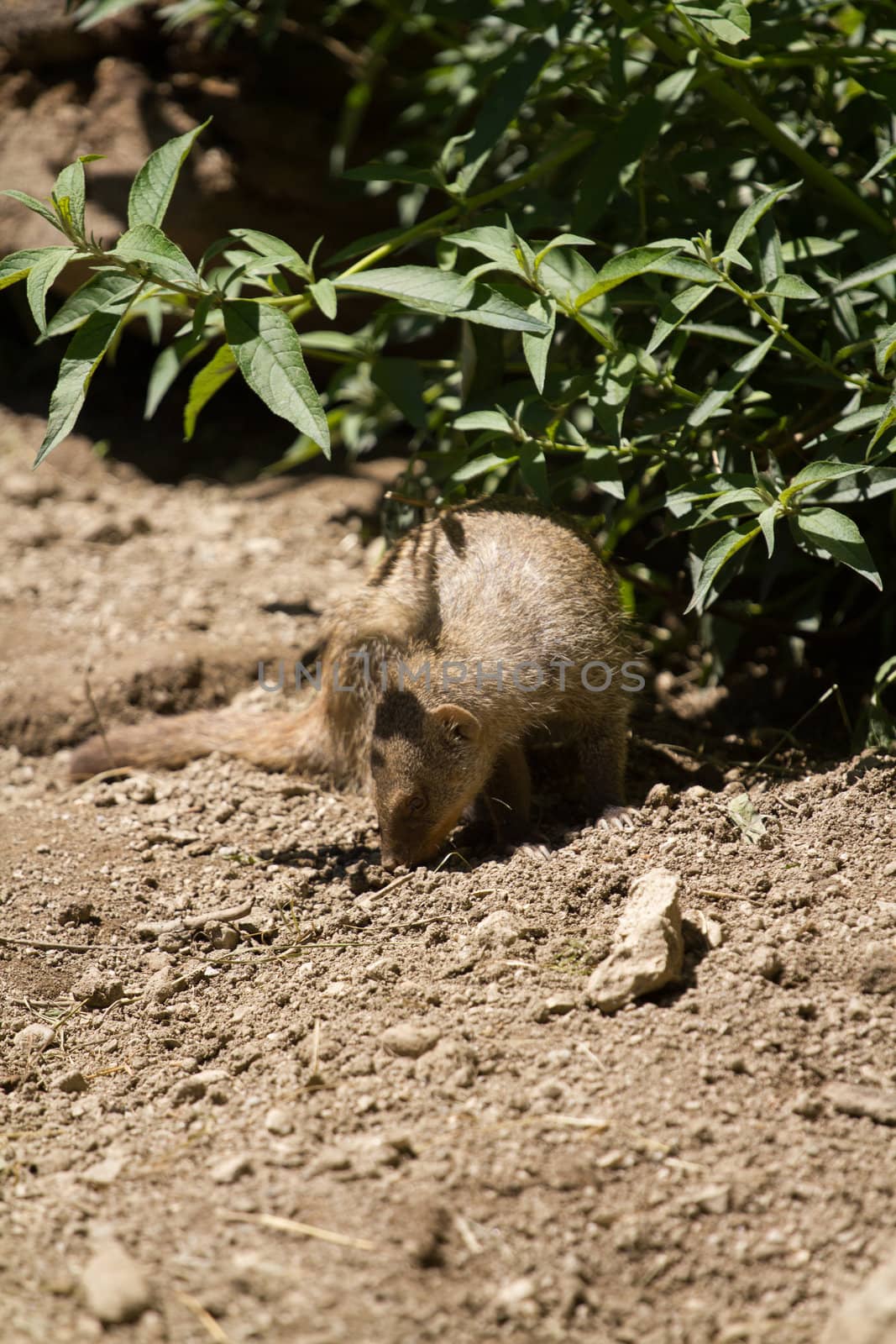 Banded Mongoose searching for food under the summer sun