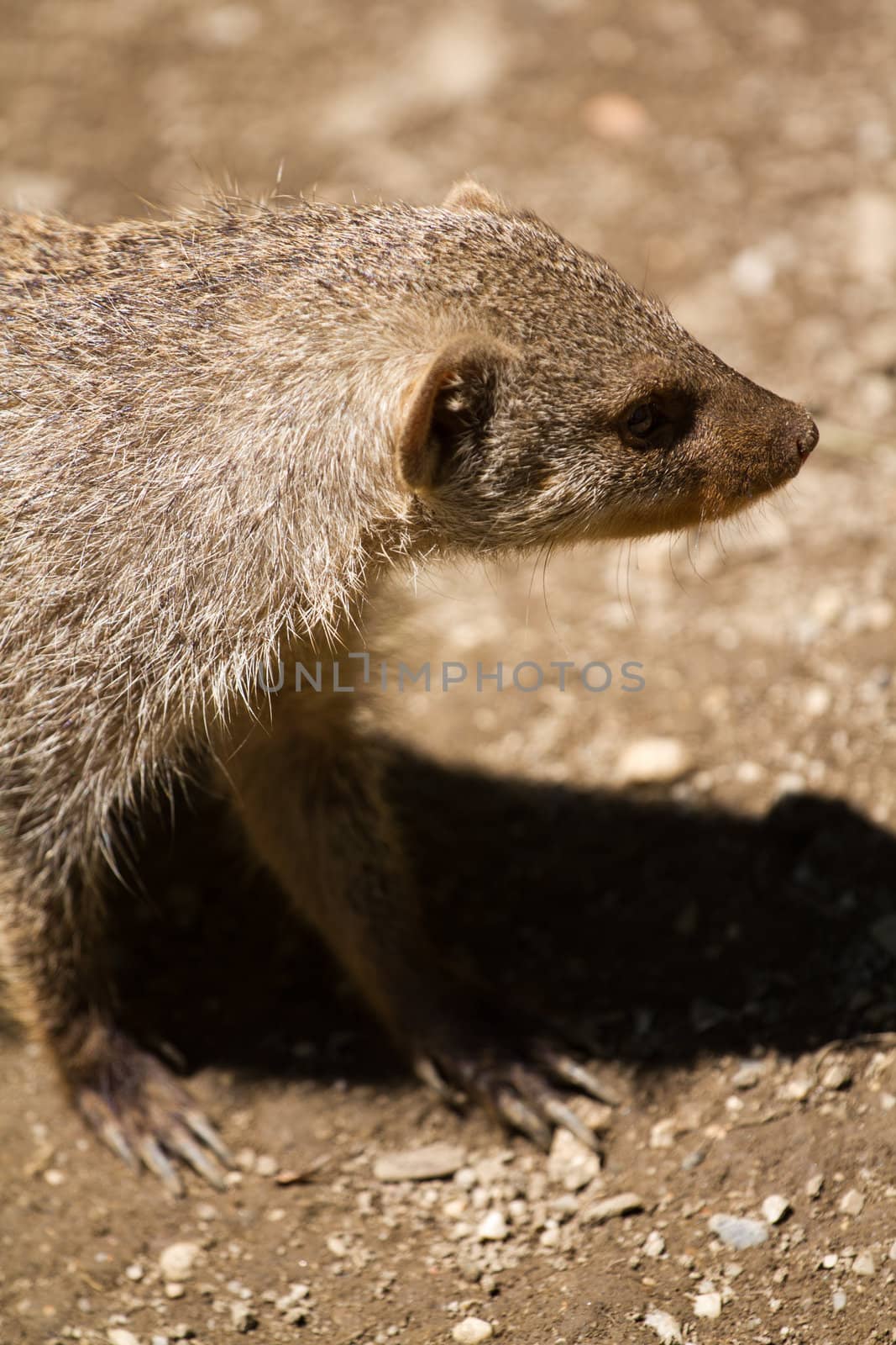 Banded Mongoose searching for food under the summer sun