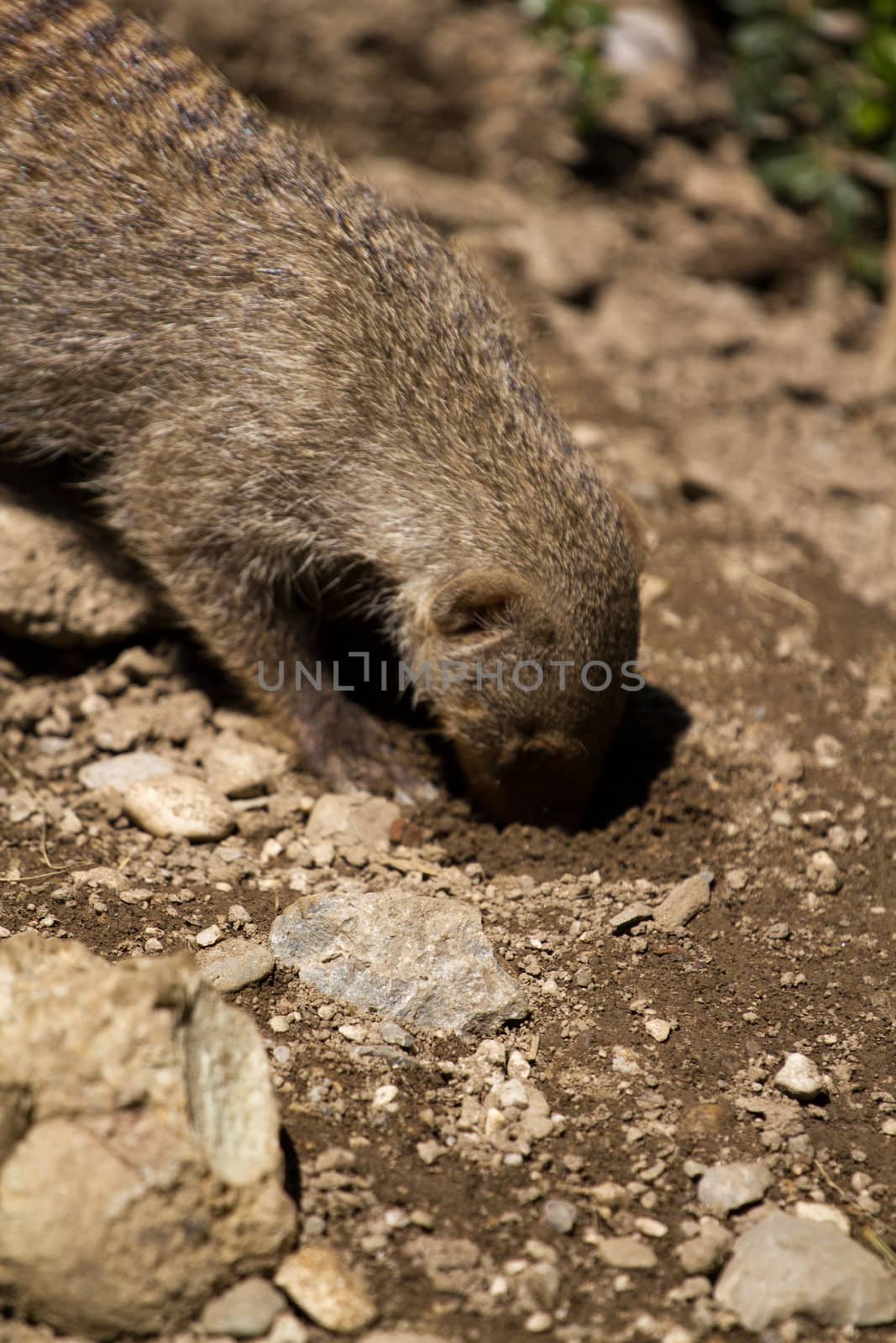 Banded Mongoose searching for food under the summer sun