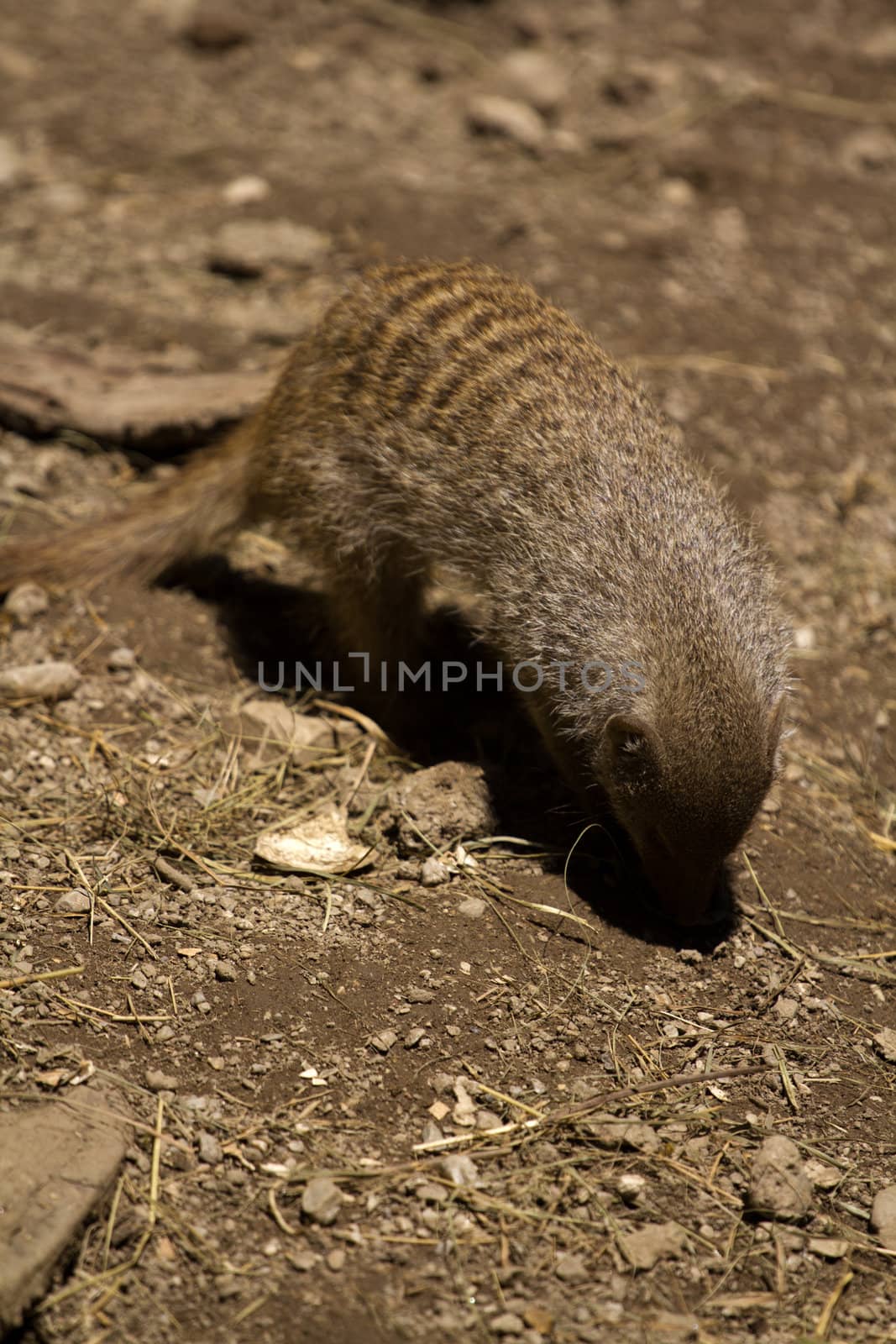 Banded Mongoose searching for food under the summer sun